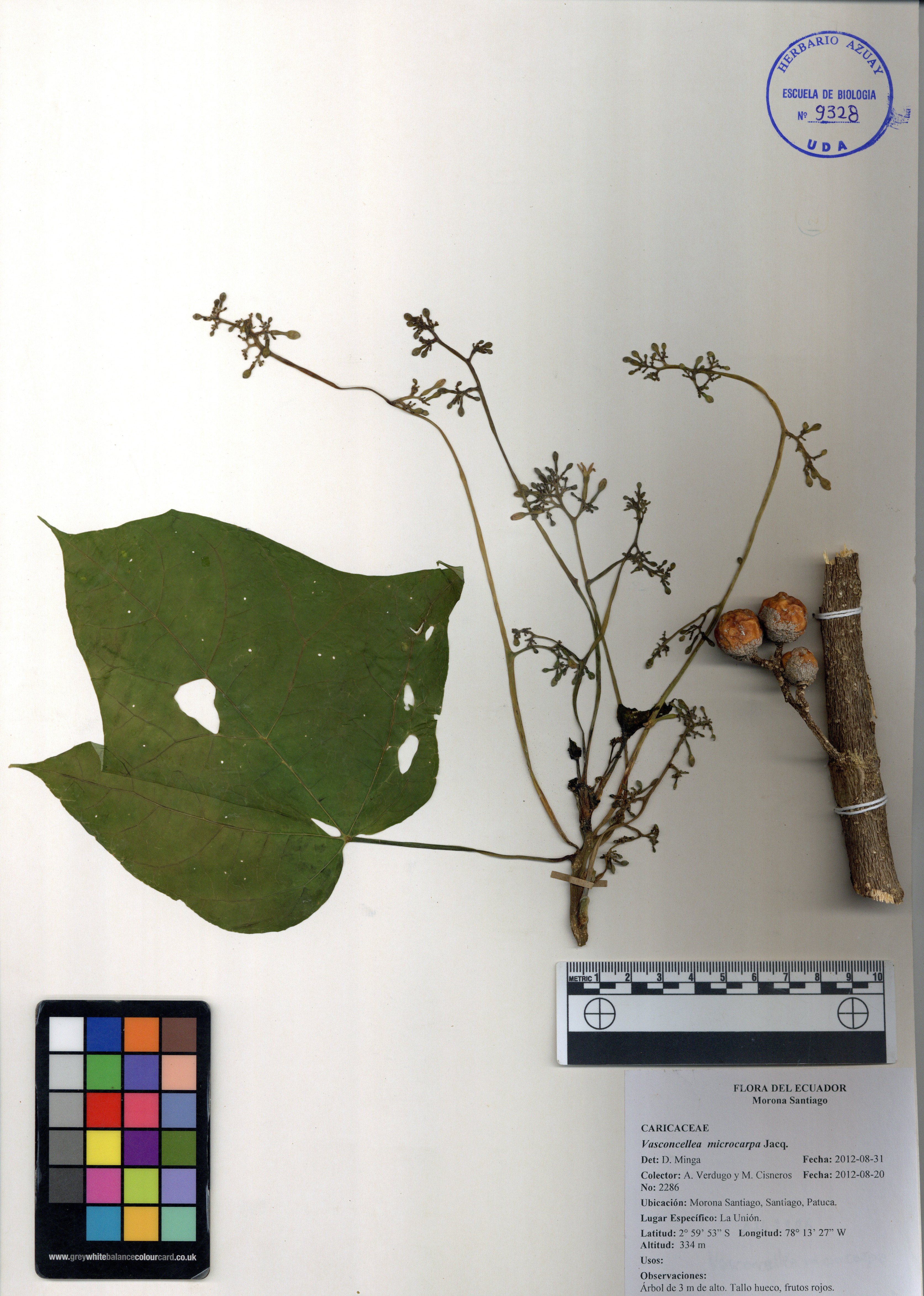 Vasconcellea microcarpa Jacq.