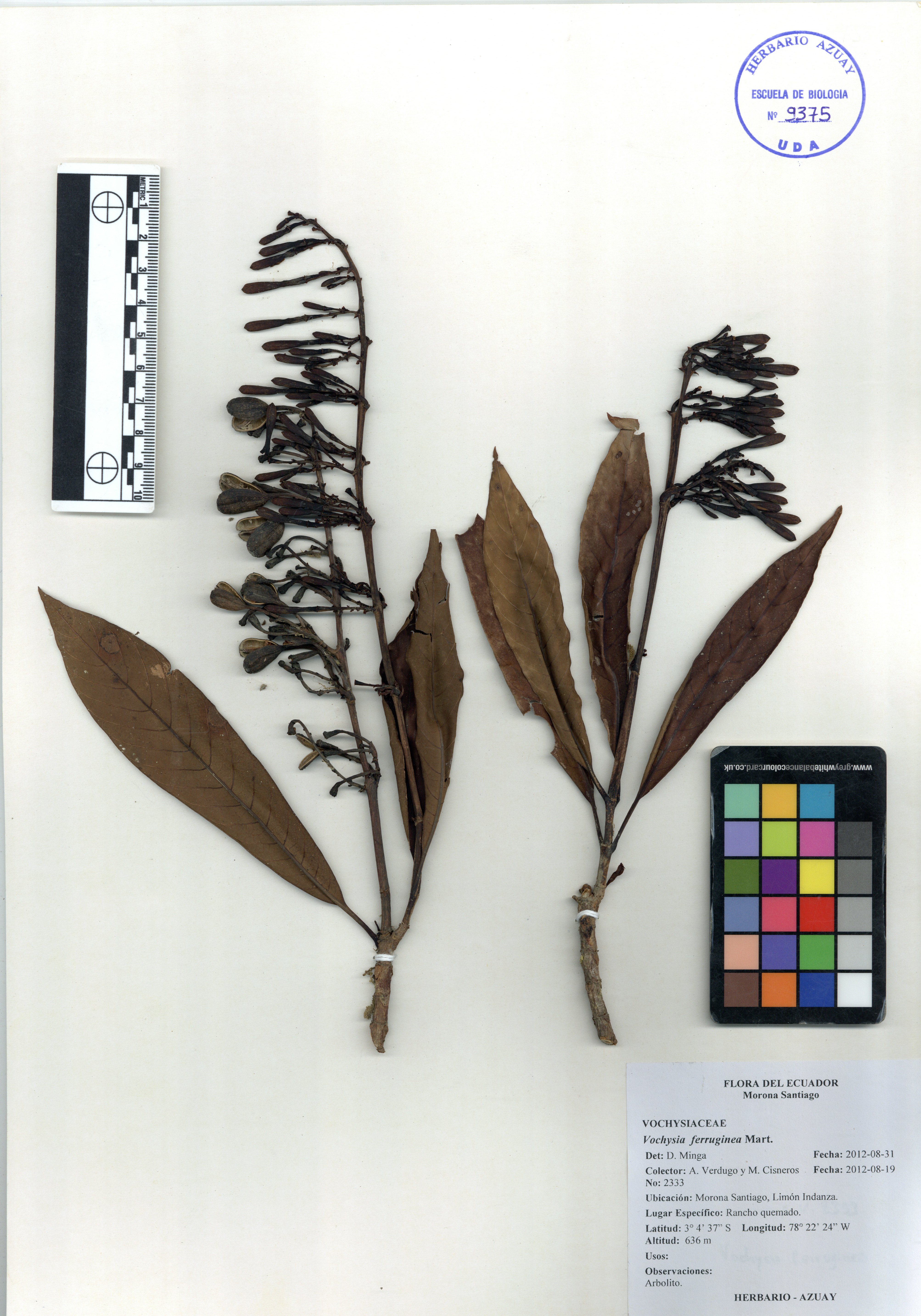 Vochysia ferruginea Mart.