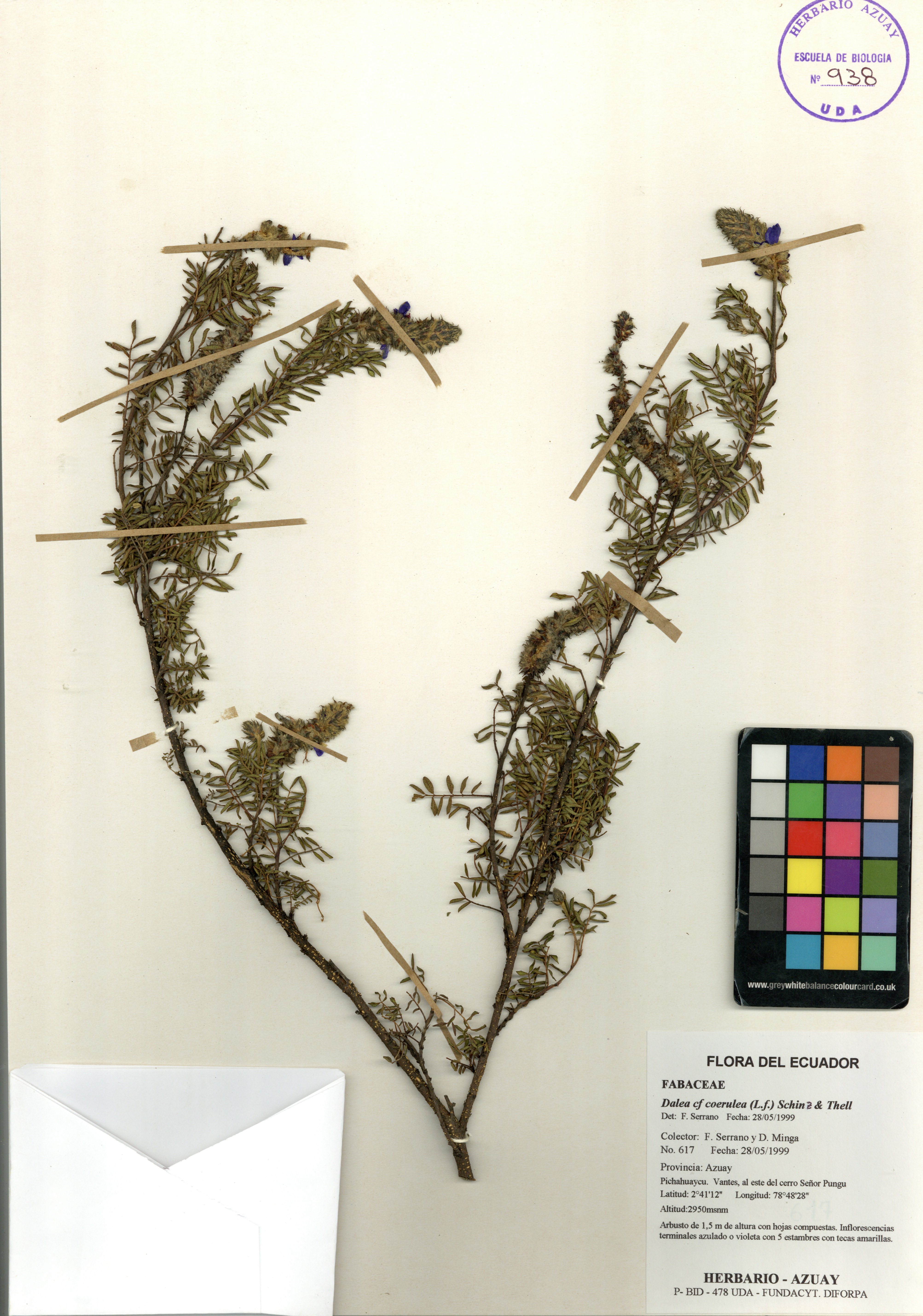 Dalea coerulea (L.f.) Schinz & Thell.