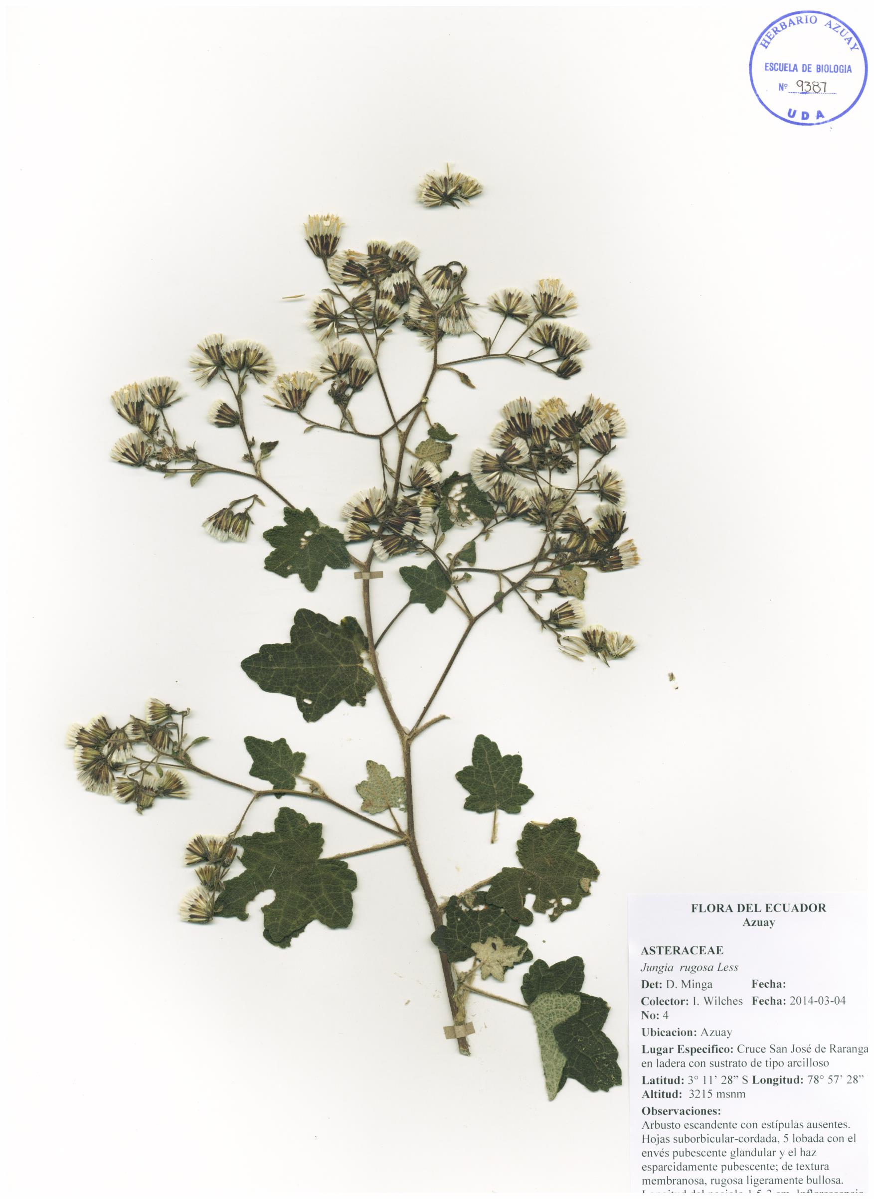 Jungia rugosa Less
