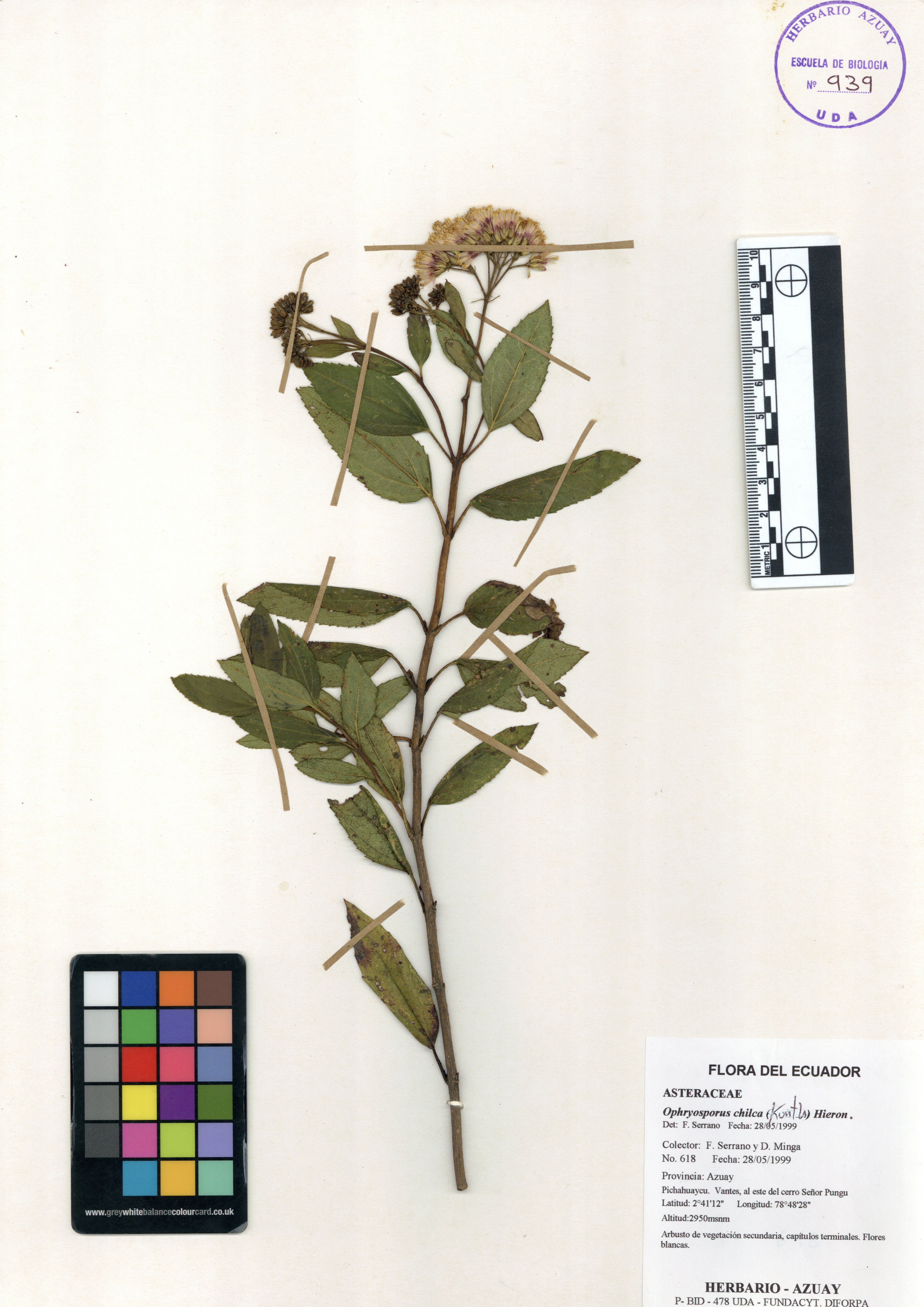Ophryosporus chilca (Kunth) Hieron.