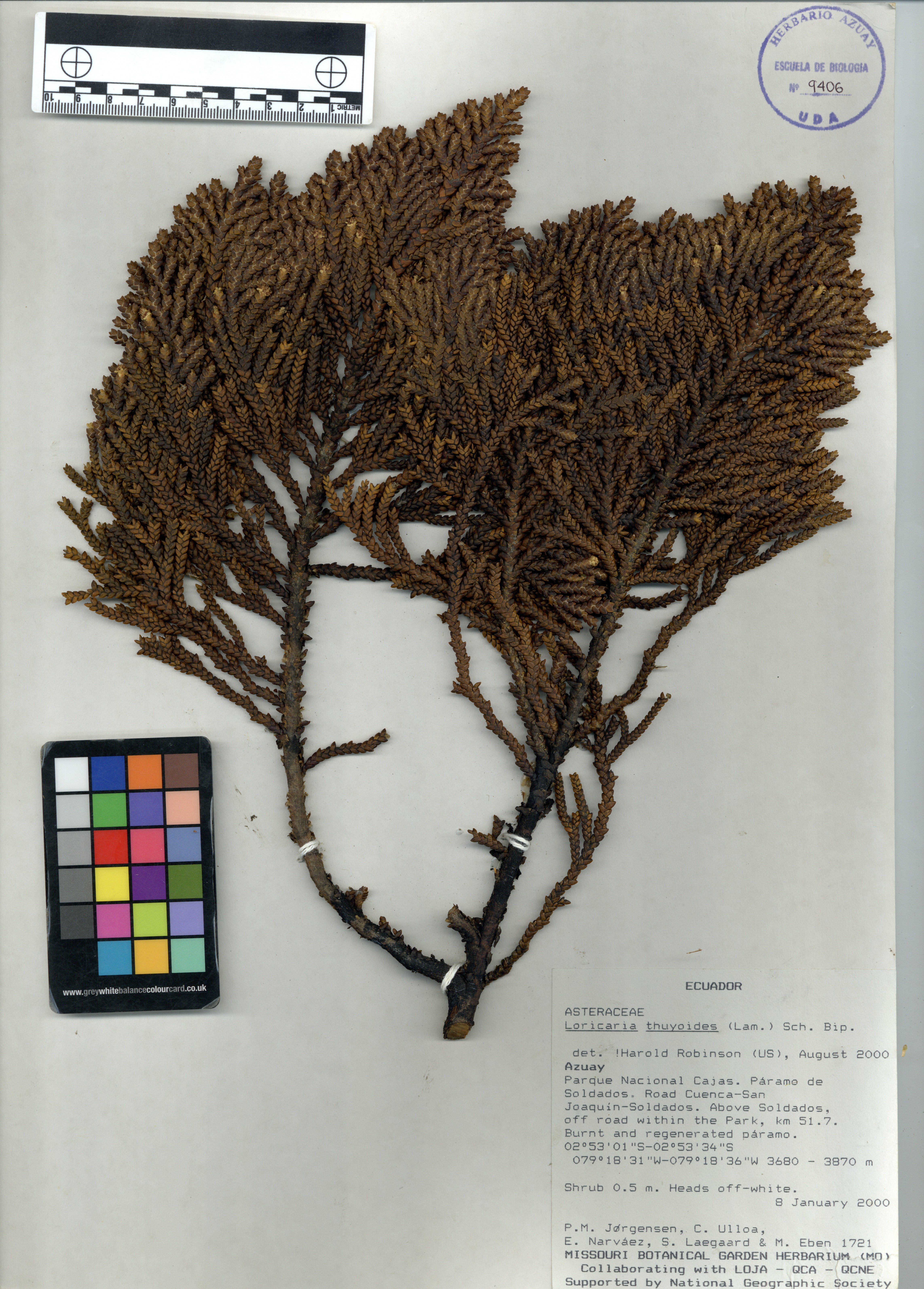 Loricaria thuyoides (Lam.) Sch. Bip.