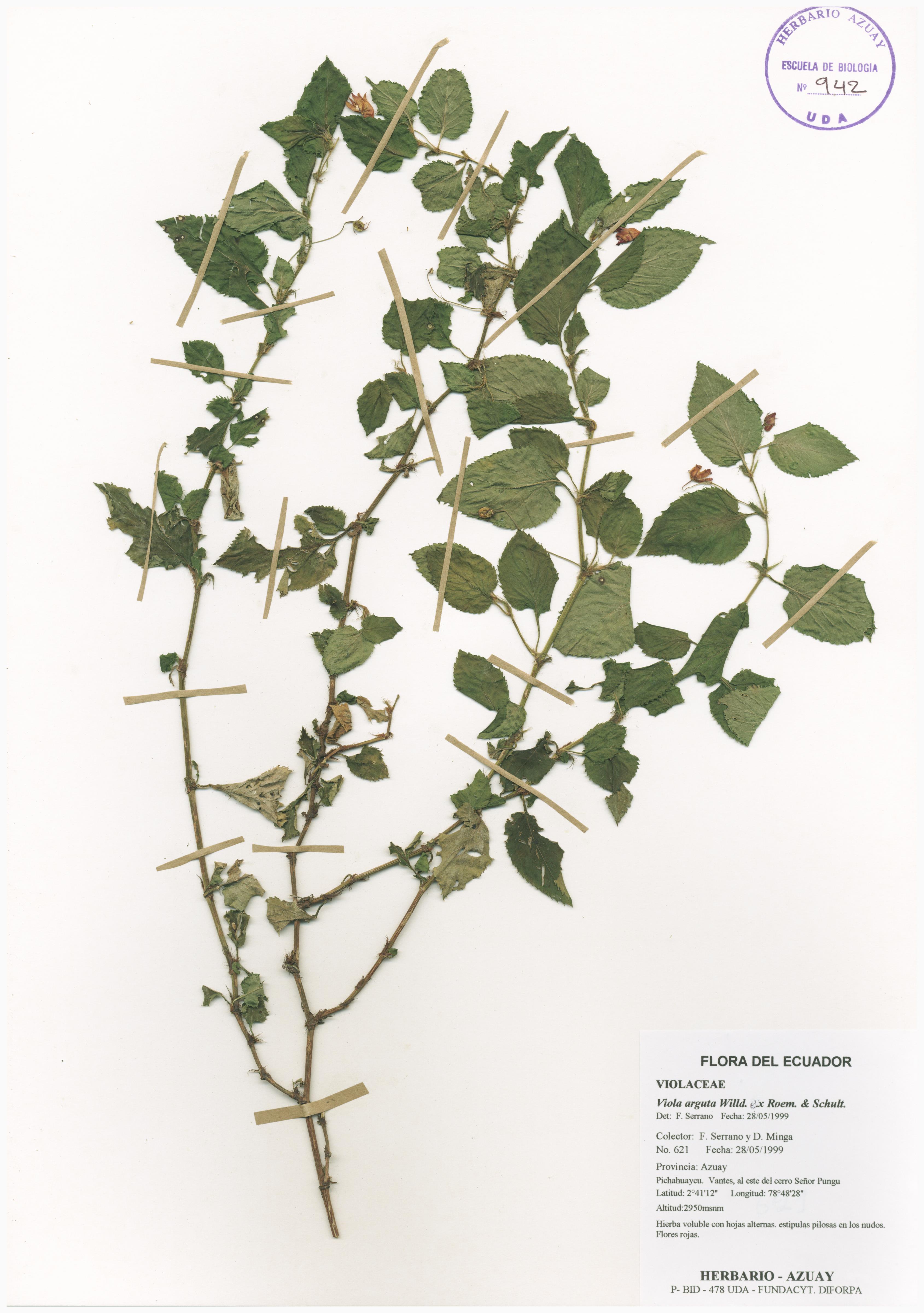 Viola arguta Willd. ex Roem. & Schult.