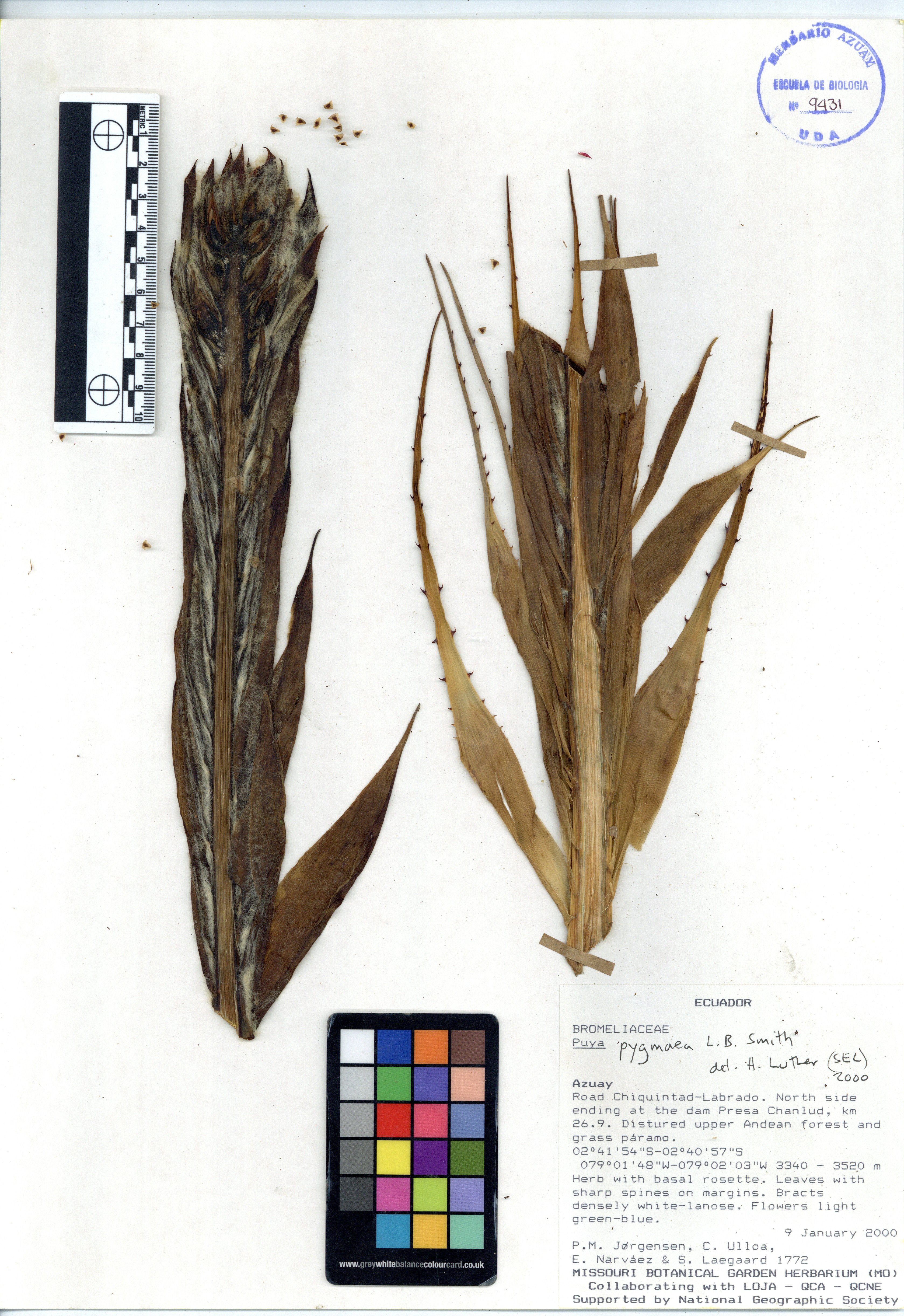 Puya pygmaea L.B. Sm.
