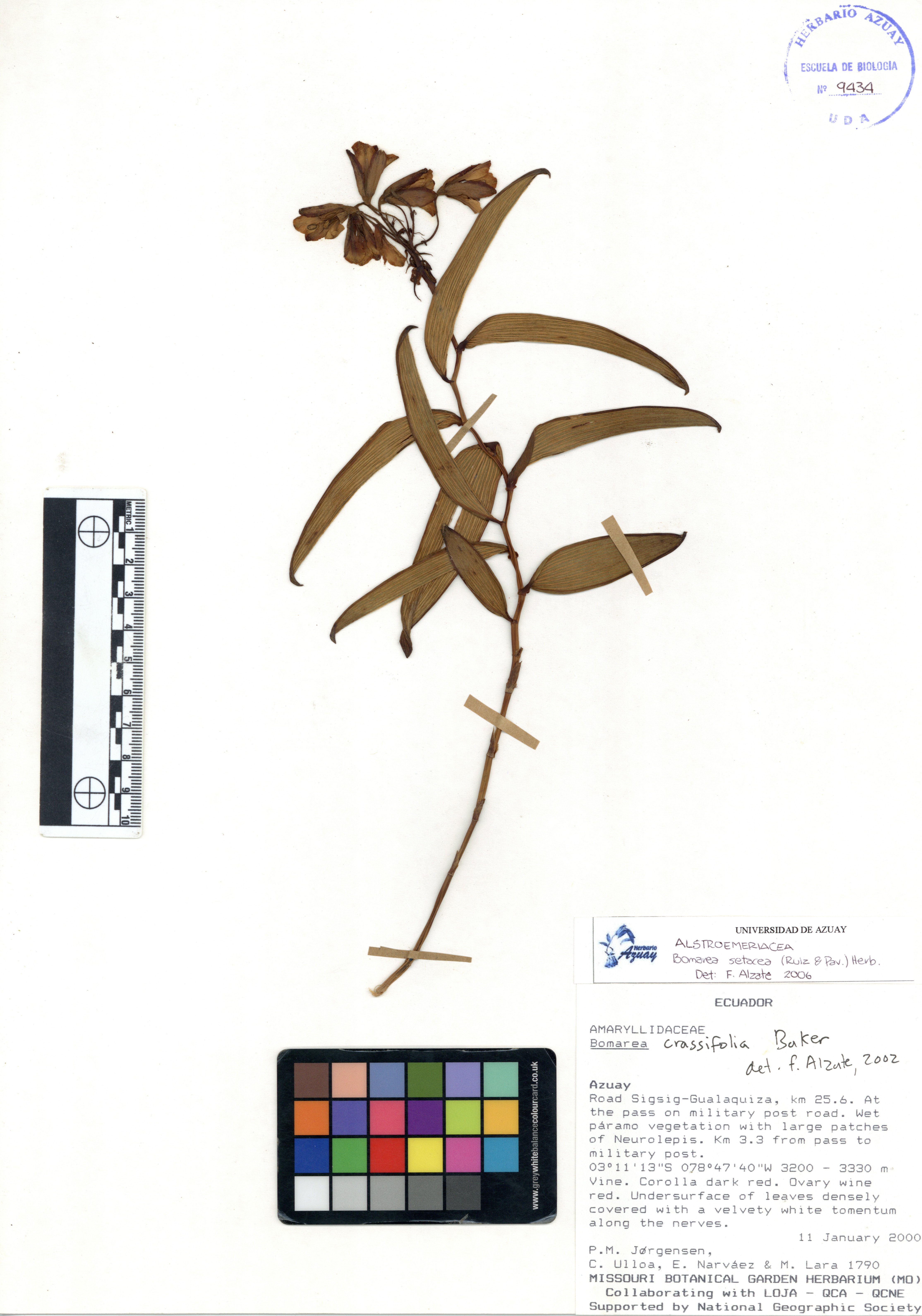 Bomarea setacea (Ruiz & Pav.) Herb.