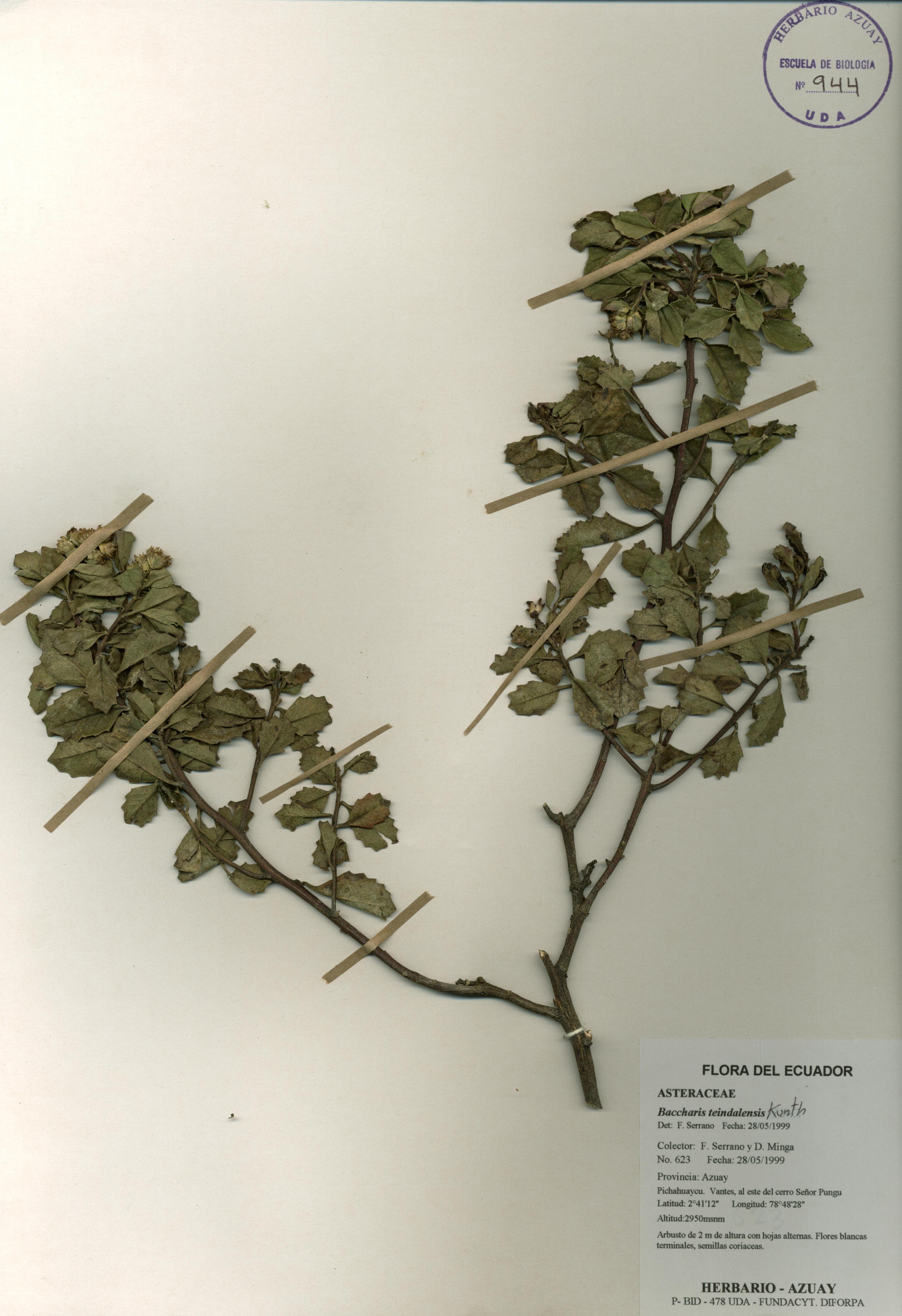 Baccharis teindalensis Kunth