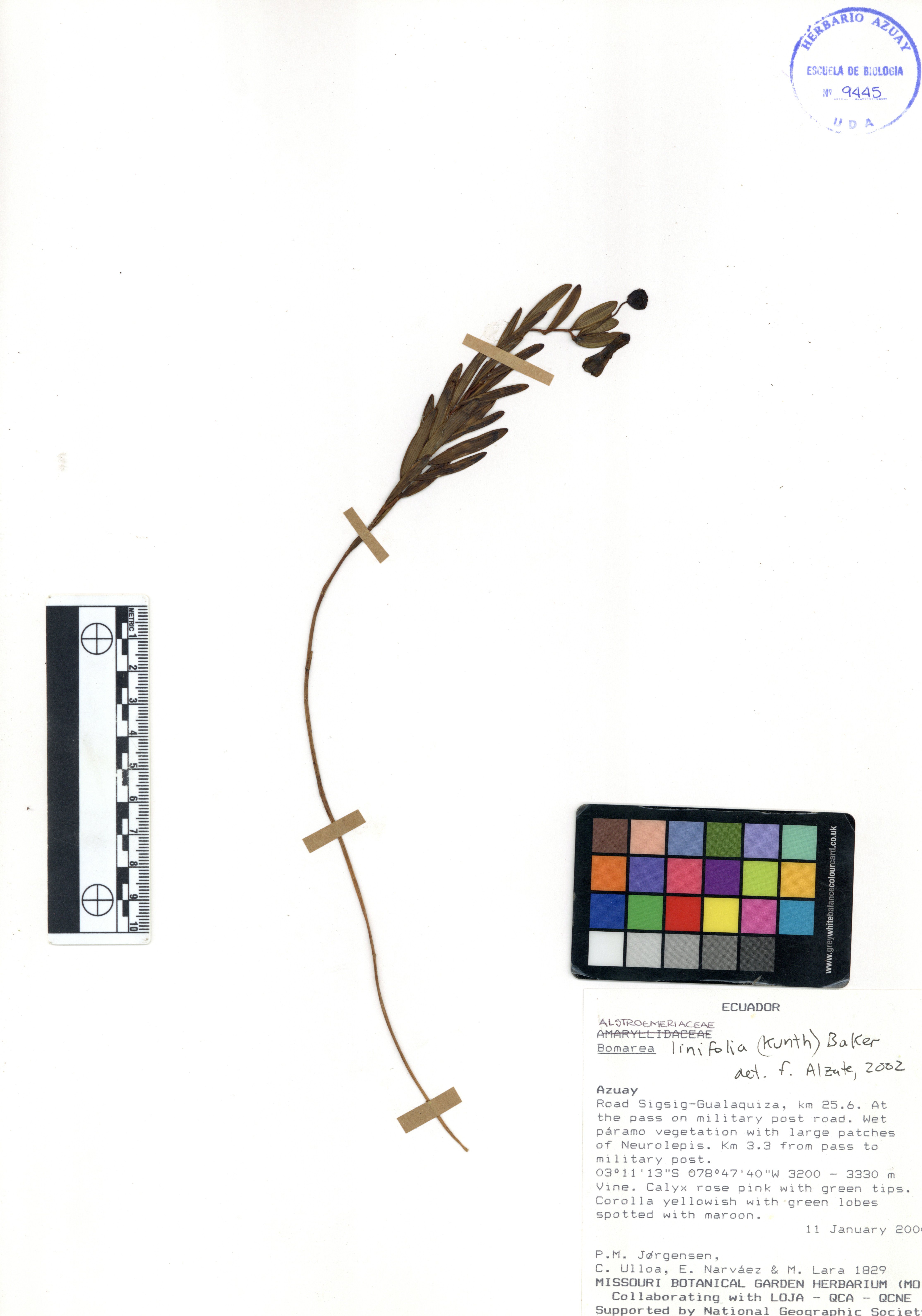 Bomarea linifolia (Kunth) Baker