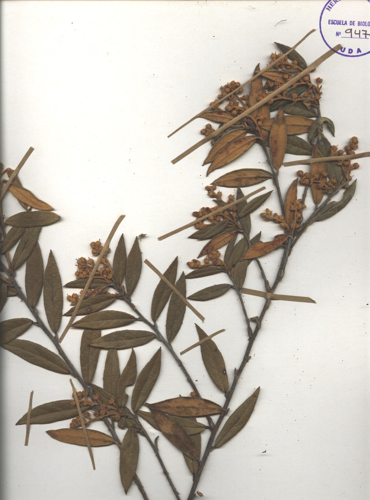 Gaultheria tomentosa Kunth