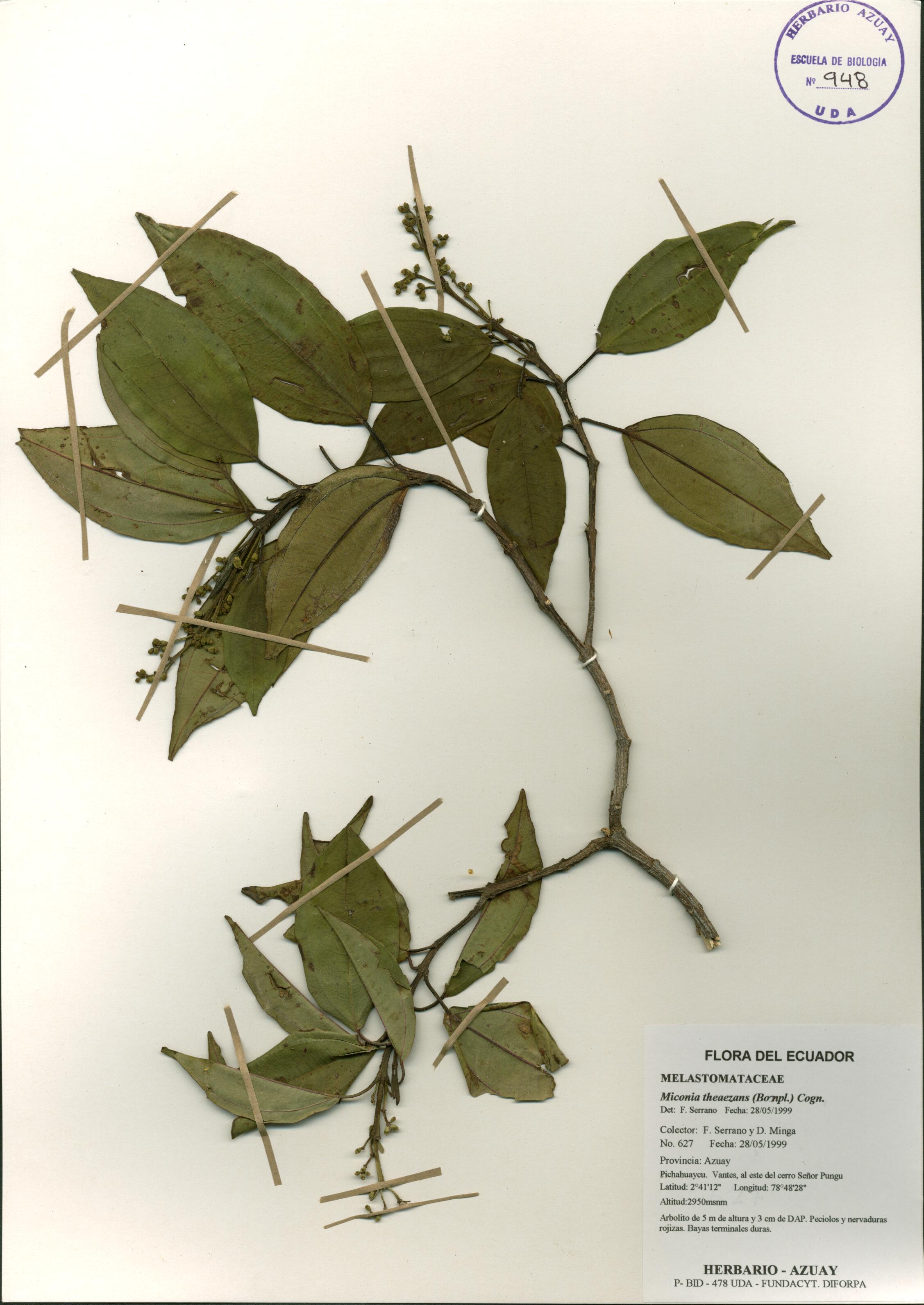 Miconia theaezans (Bonpl.) Cogn.