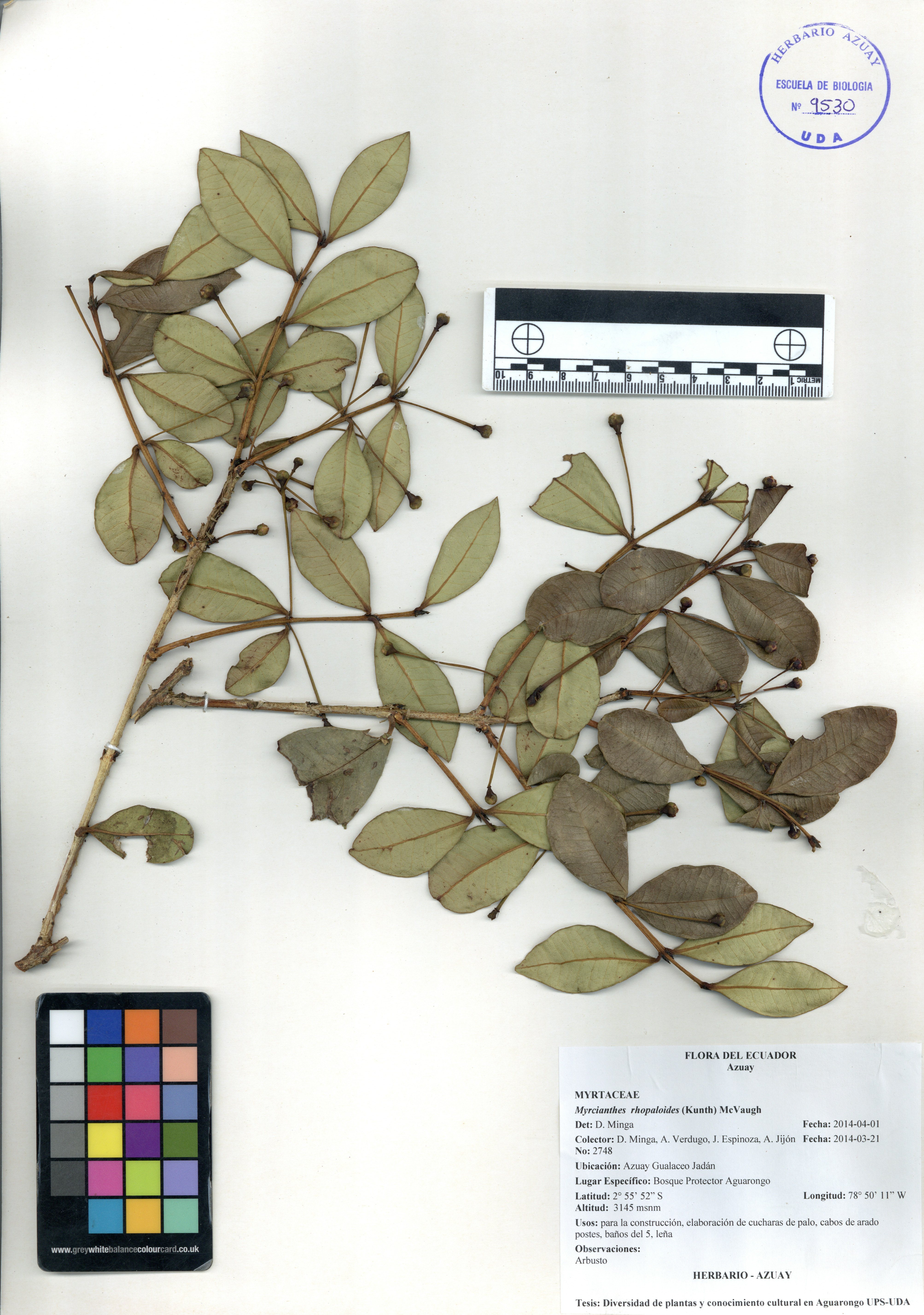 Myrcianthes rhopaloides (Kunth) McVaugh