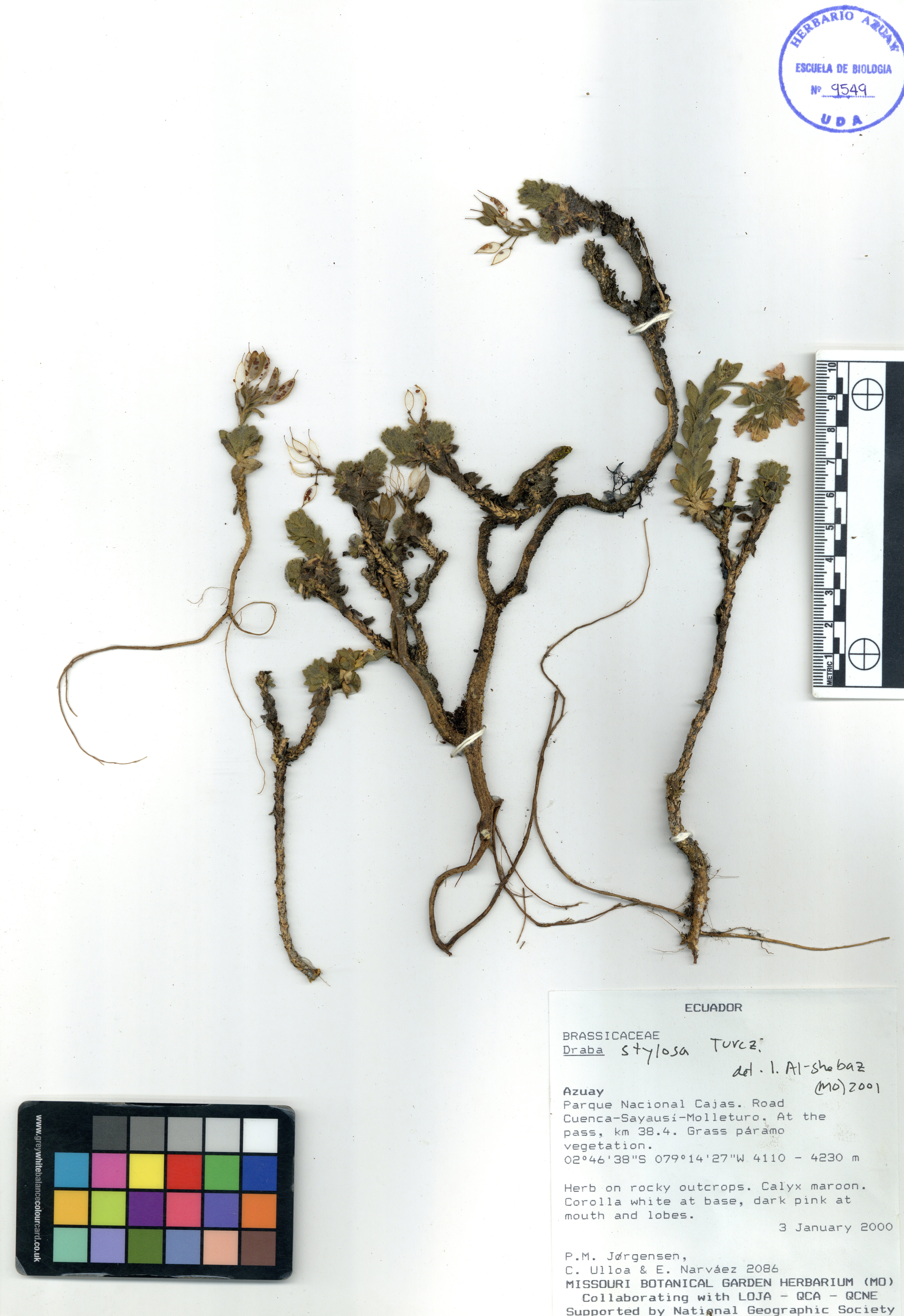 Draba stylosa Turcz.