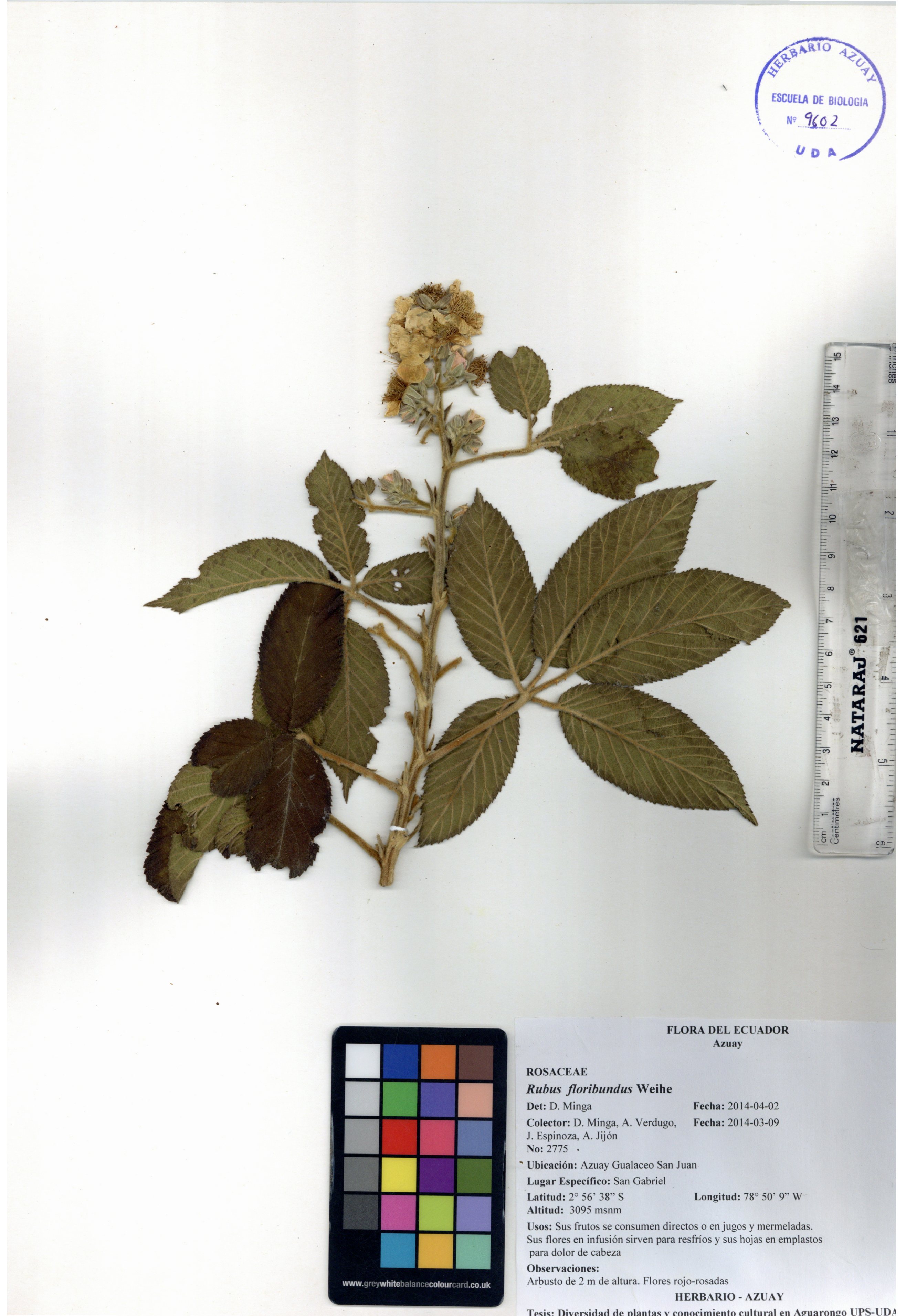 Rubus floribundus Kunth