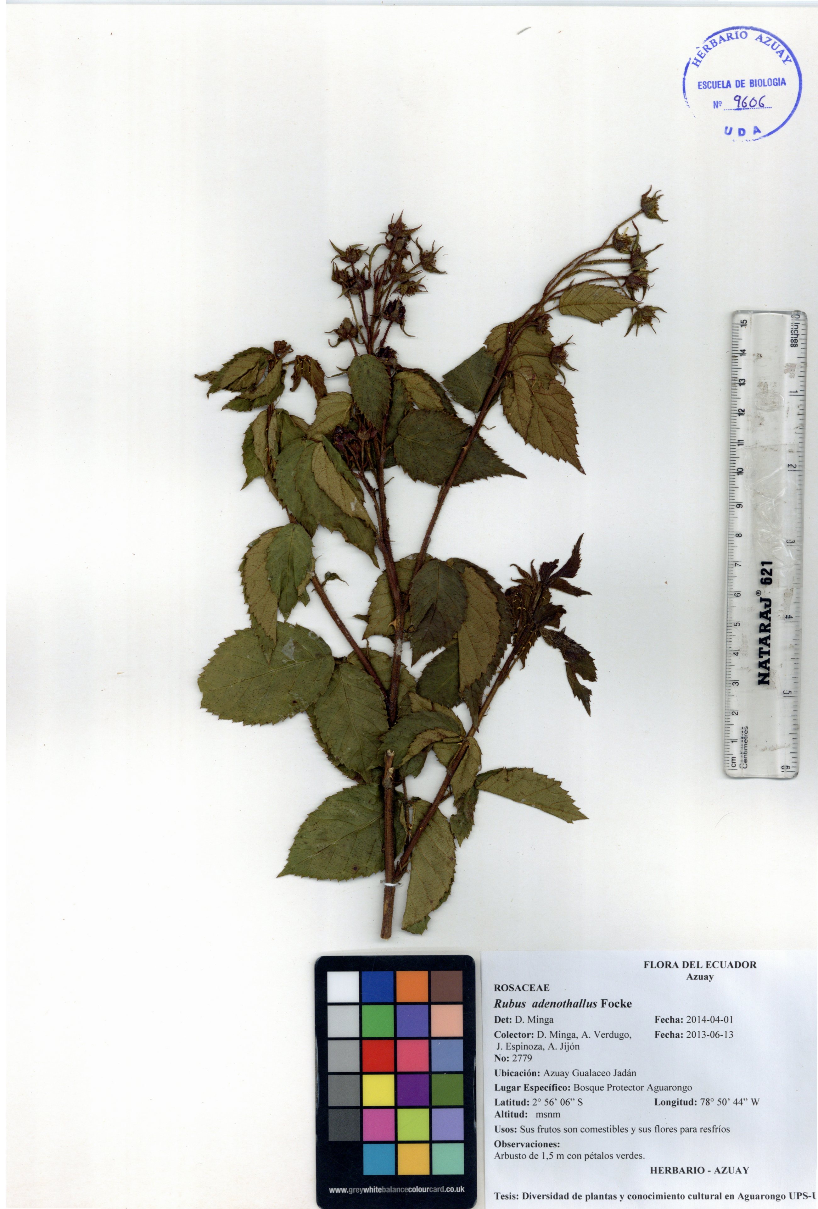 Rubus adenothallus Focke