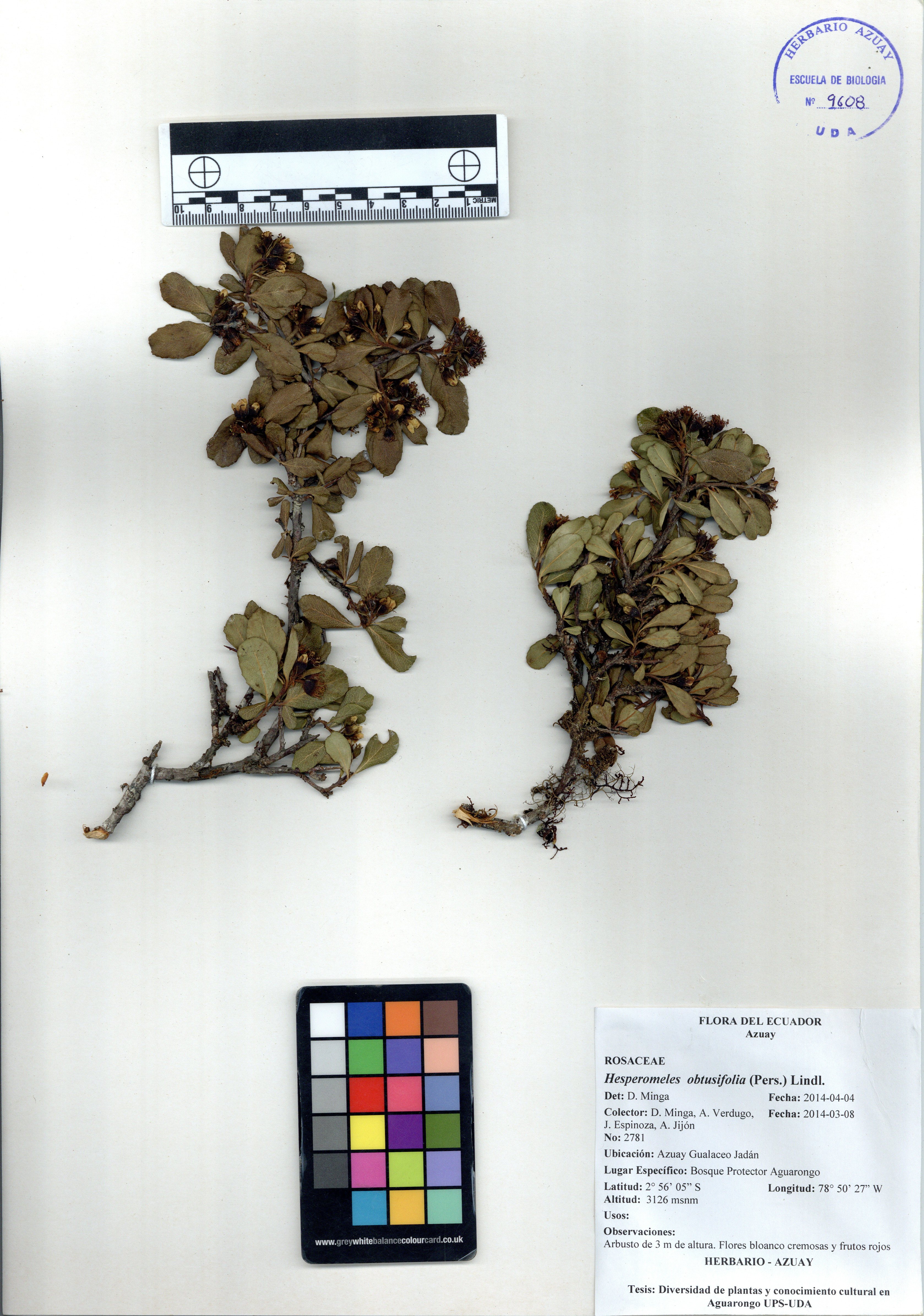 Hesperomeles obtusifolia (Pers.) Lindl.