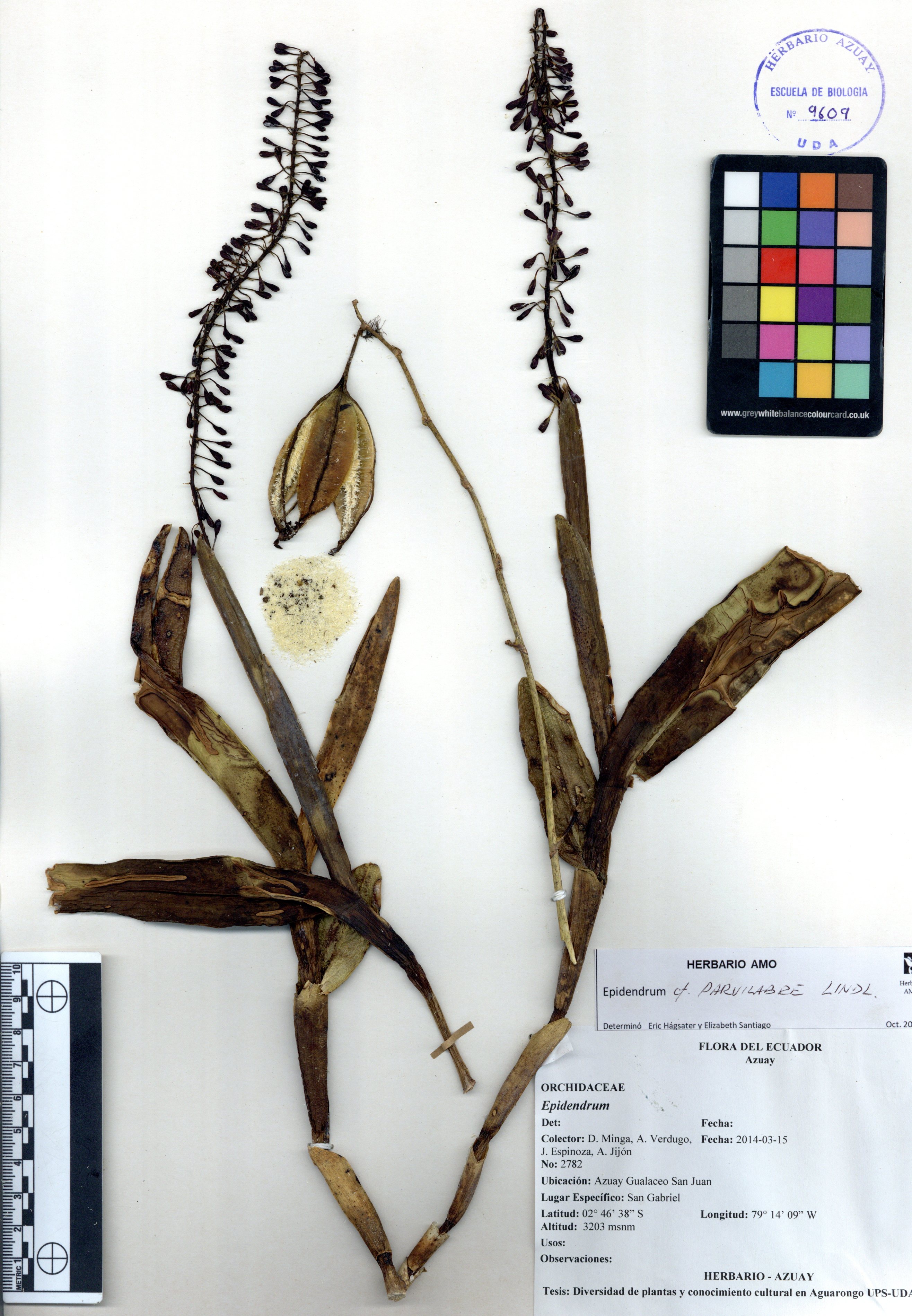 Epidendrum parvilabre Lindl.