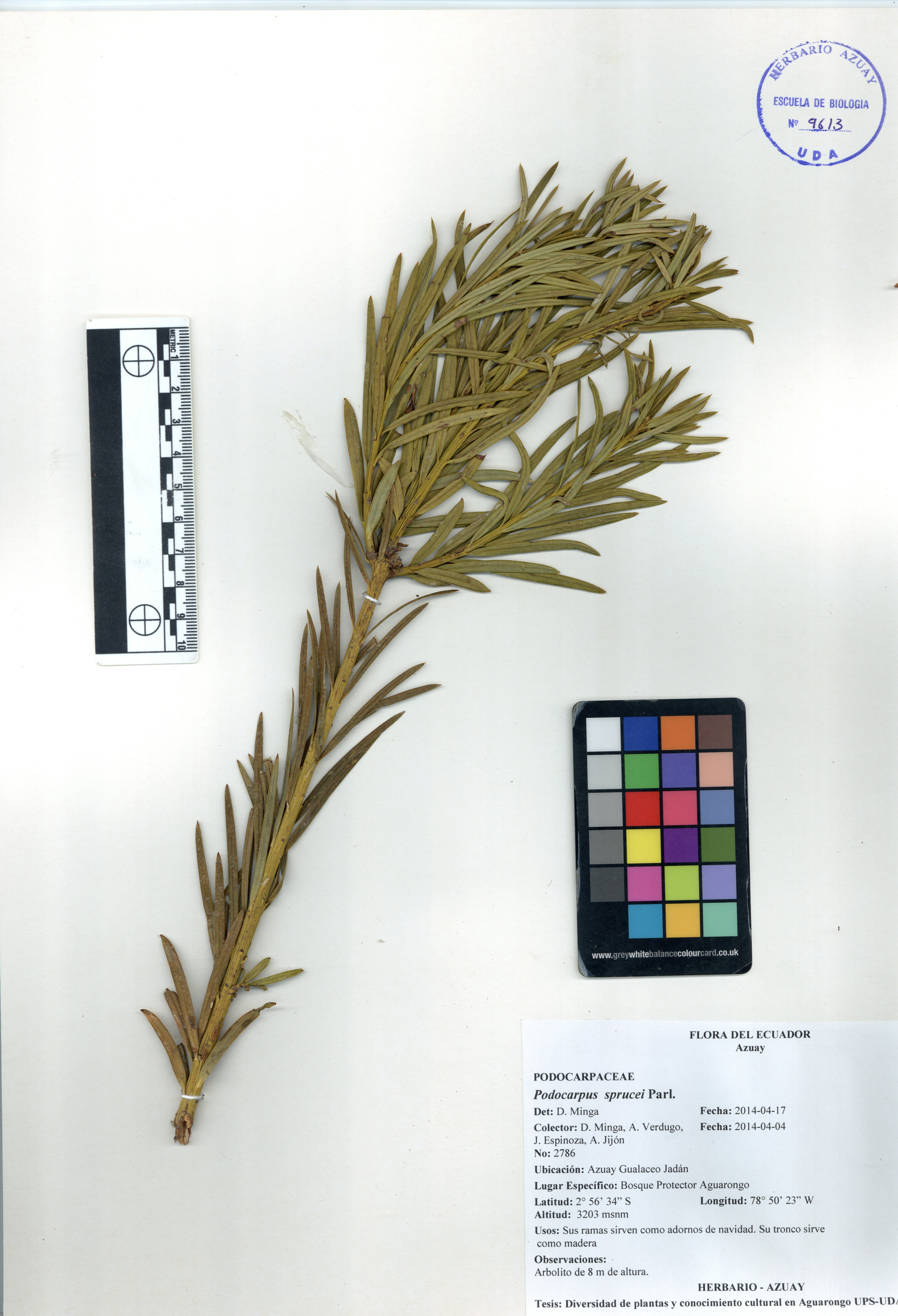 Podocarpus sprucei Parl.