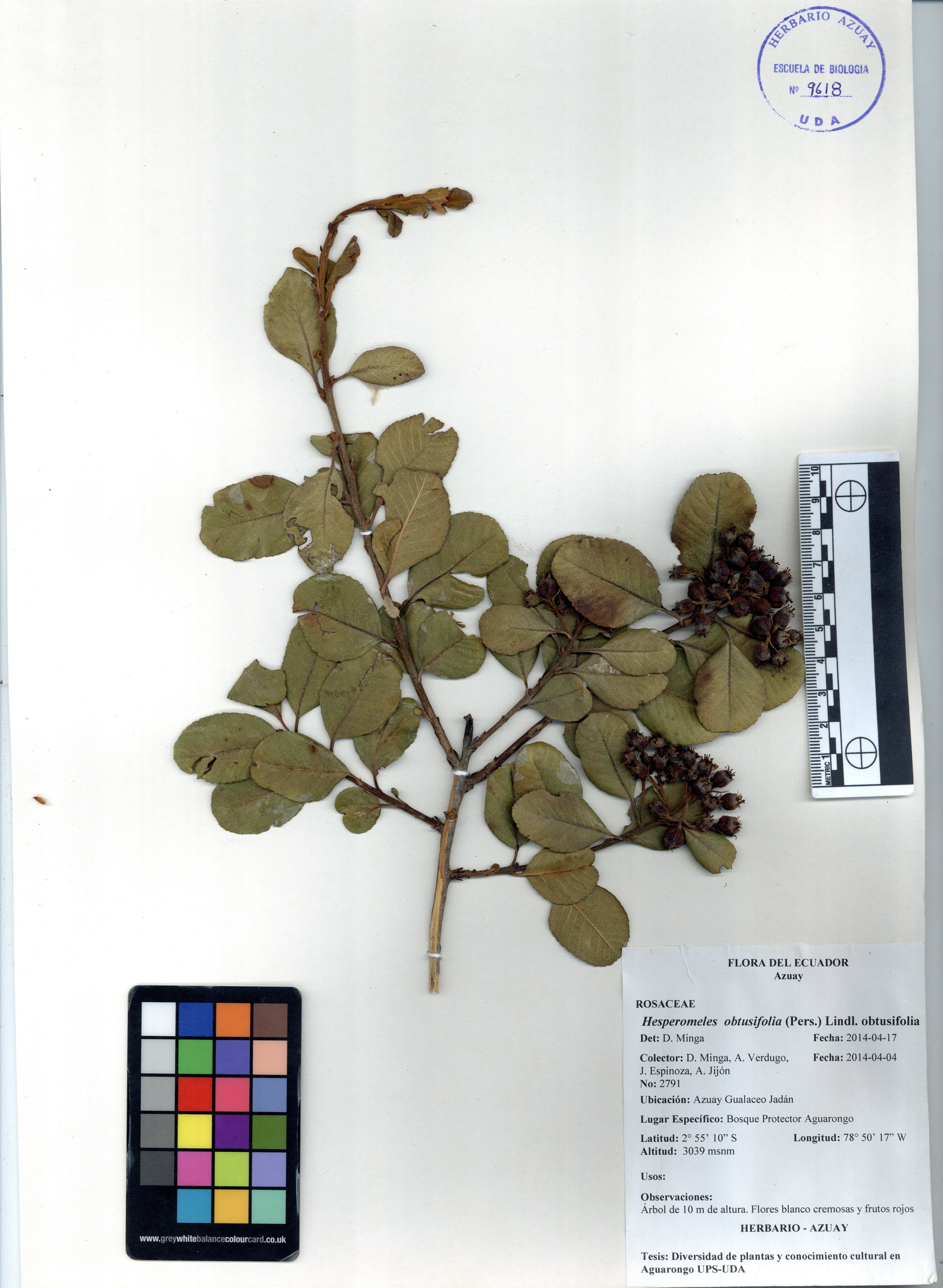 Hesperomeles obtusifolia (Pers.) Lindl.