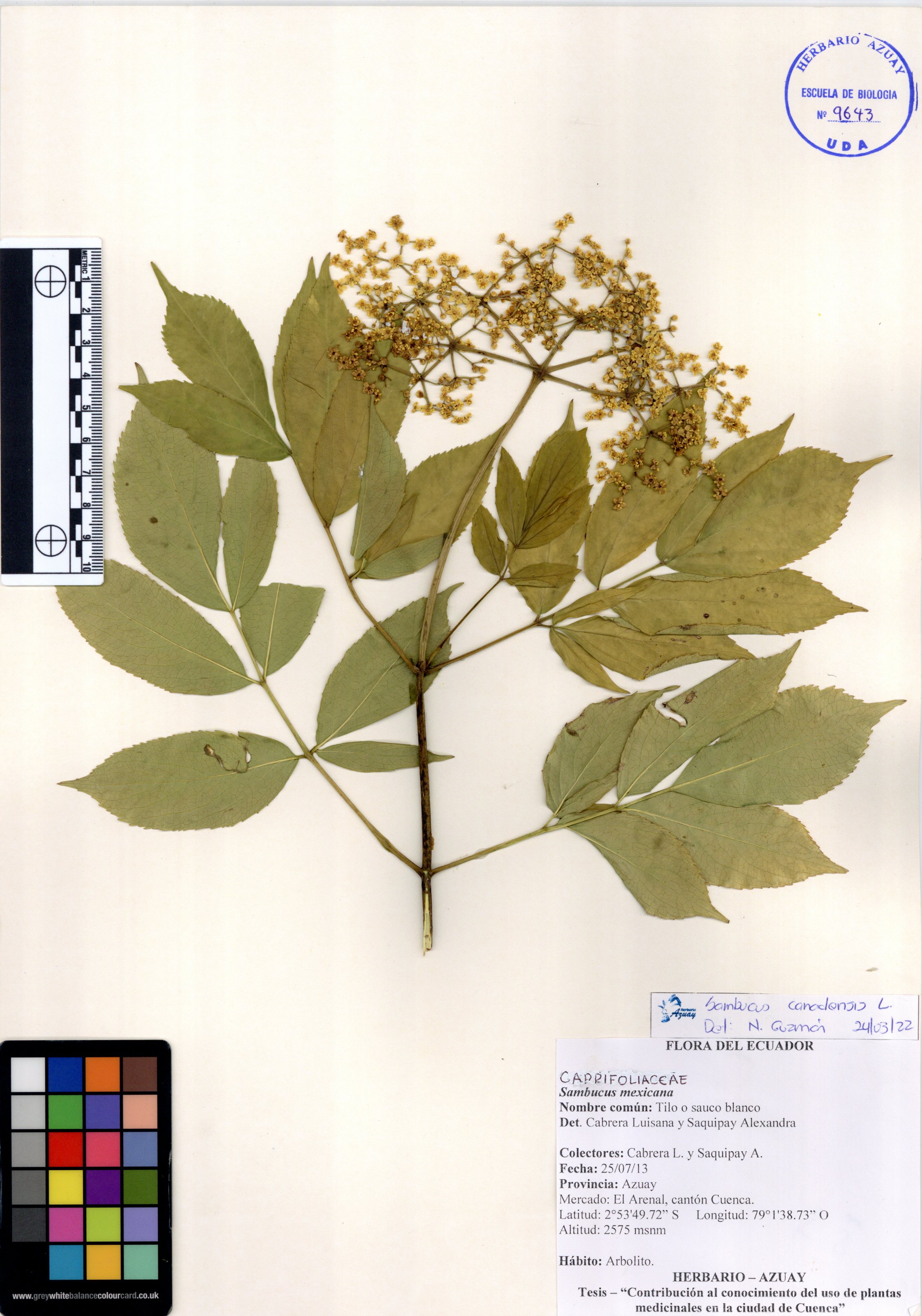 Alternanthera porrigens (Jacq.) Kuntze