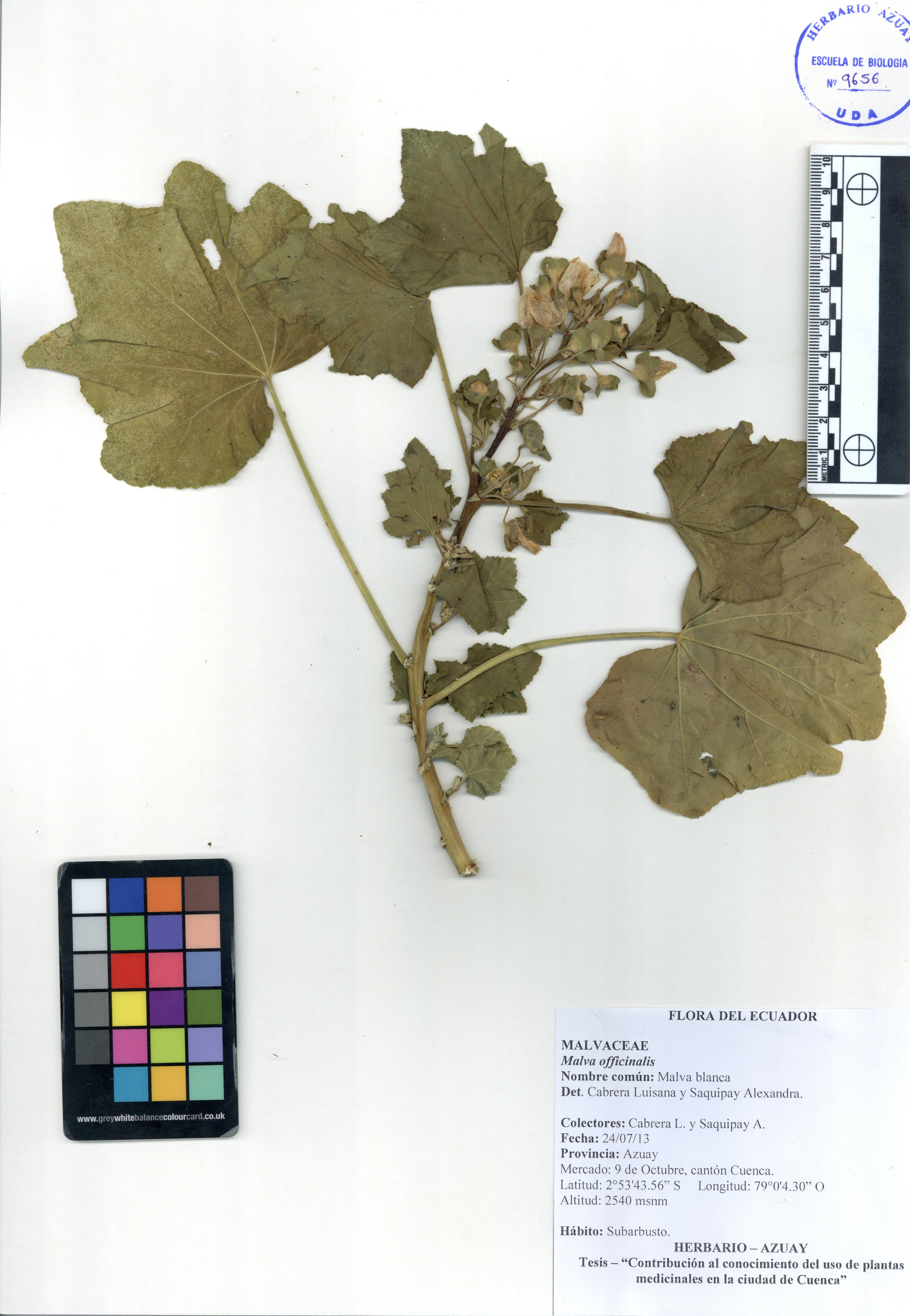 Malva officinalis L.