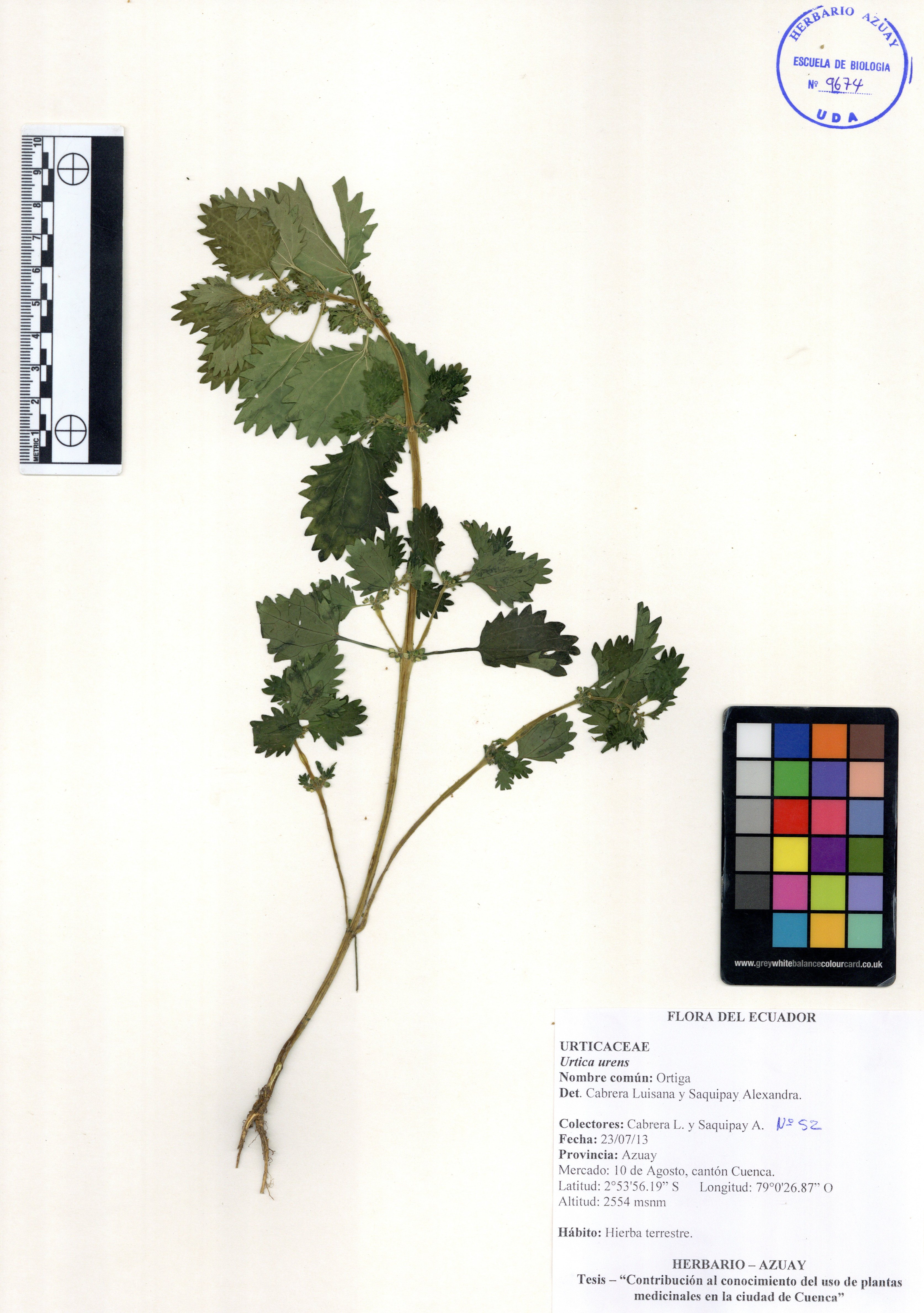Urtica urens L.