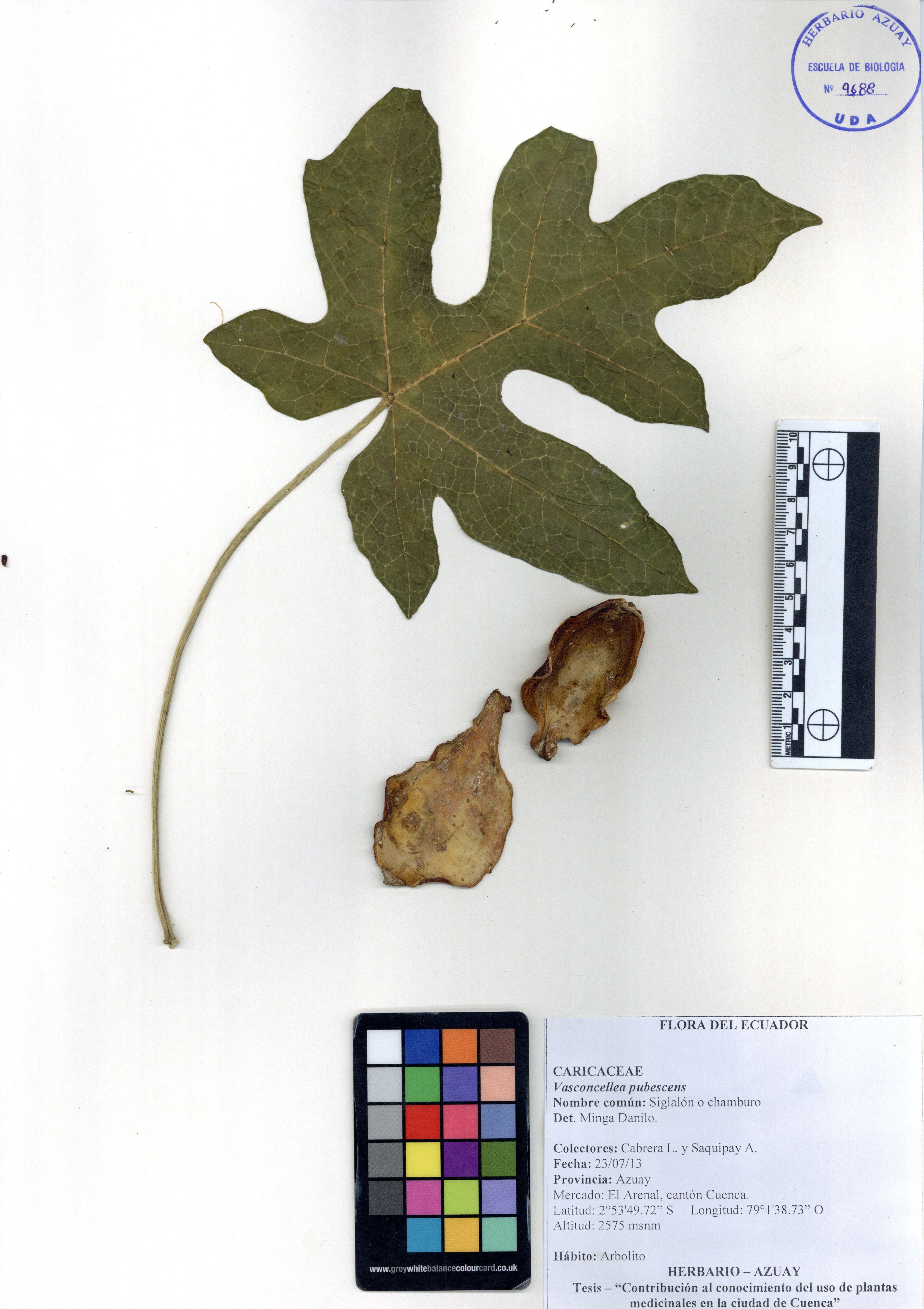 Vasconcellea pubescens A. DC.
