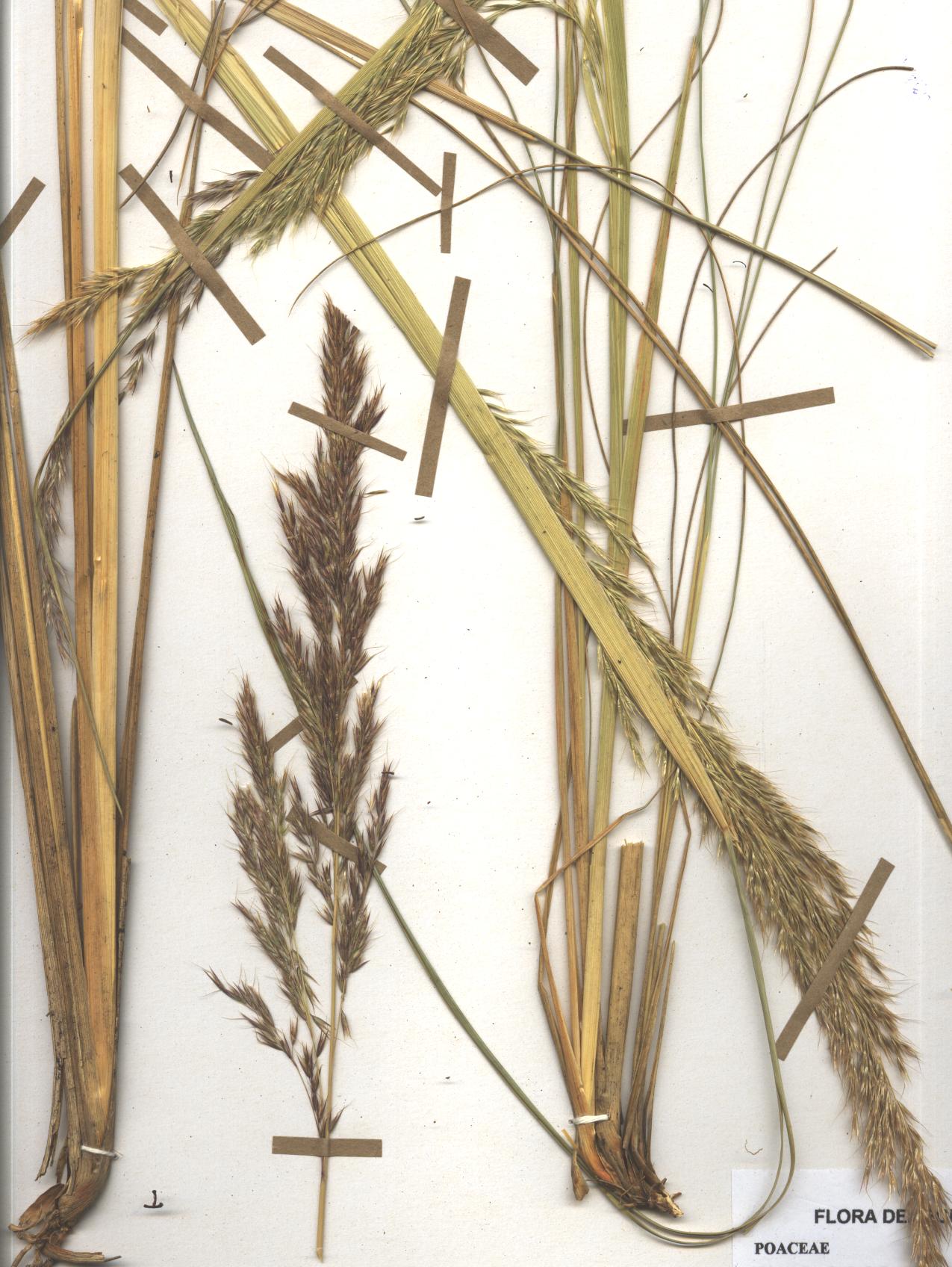 Stipa ichu (Ruiz & Pav.) Kunth