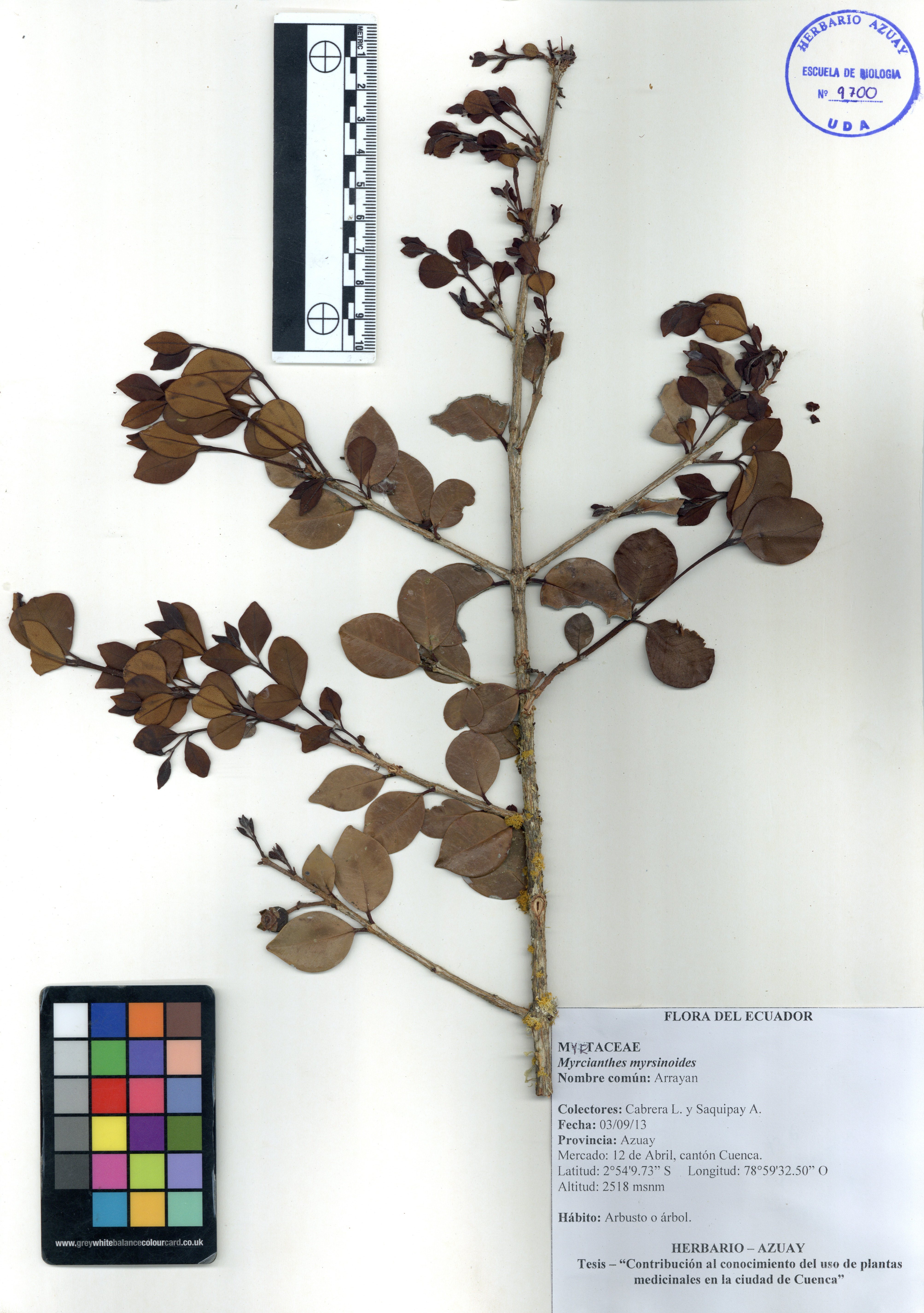 Myrcianthes myrsinoides (Kunth) Grifo