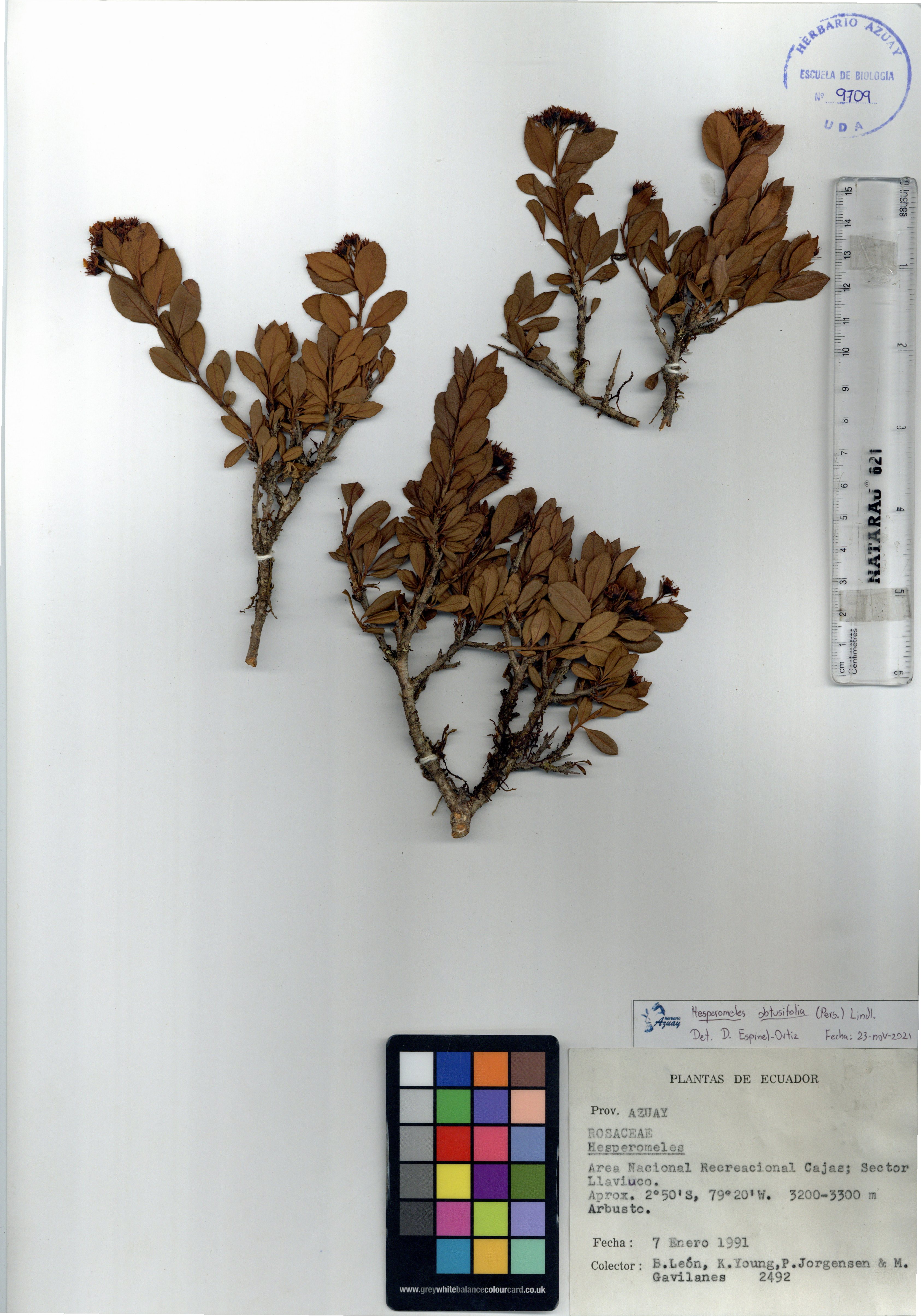 Hesperomeles obtusifolia (Pers.) Lindl.