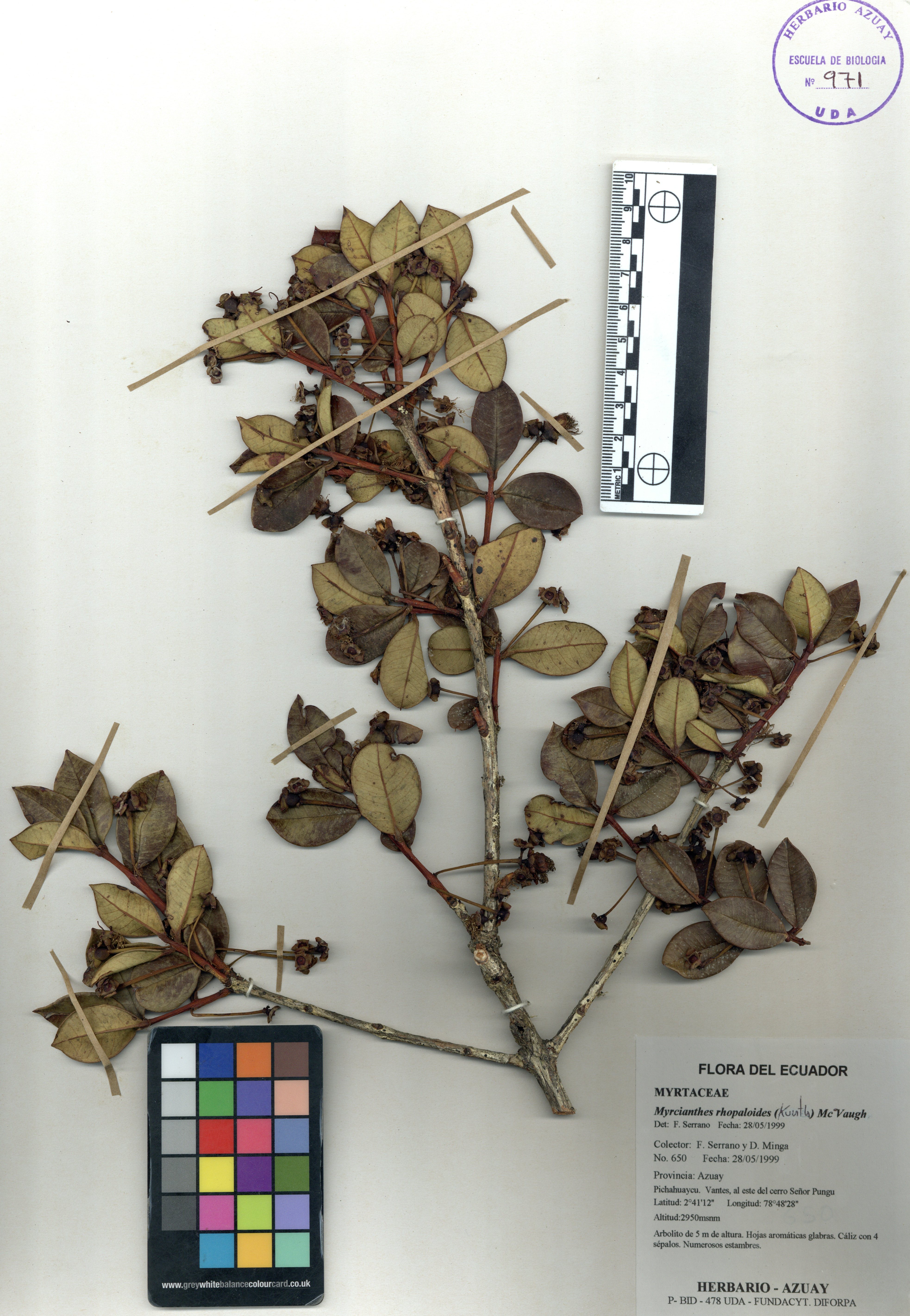Myrcianthes rhopaloides (Kunth) McVaugh