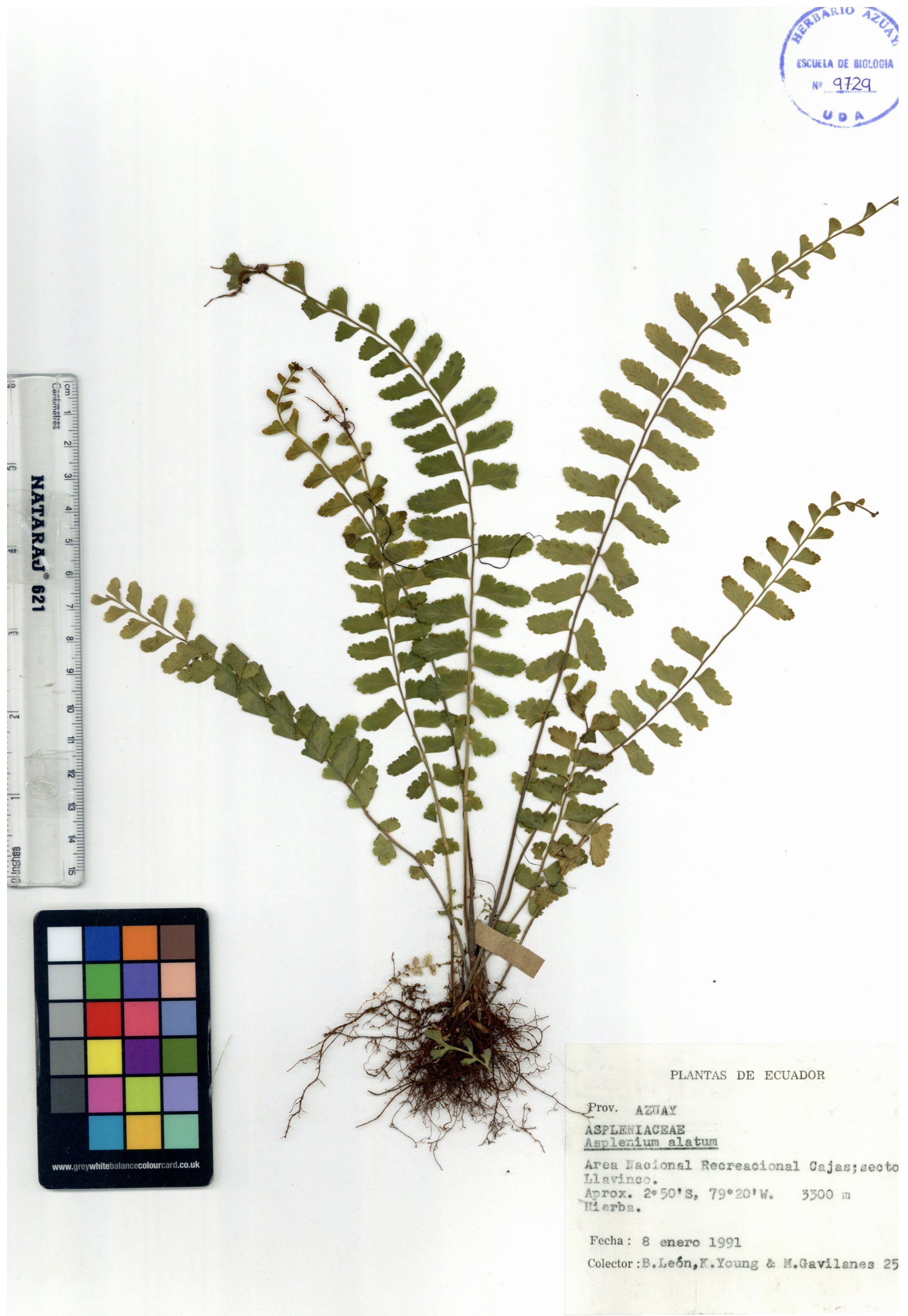 Asplenium alatum Humb. & Bonpl. ex Willd.