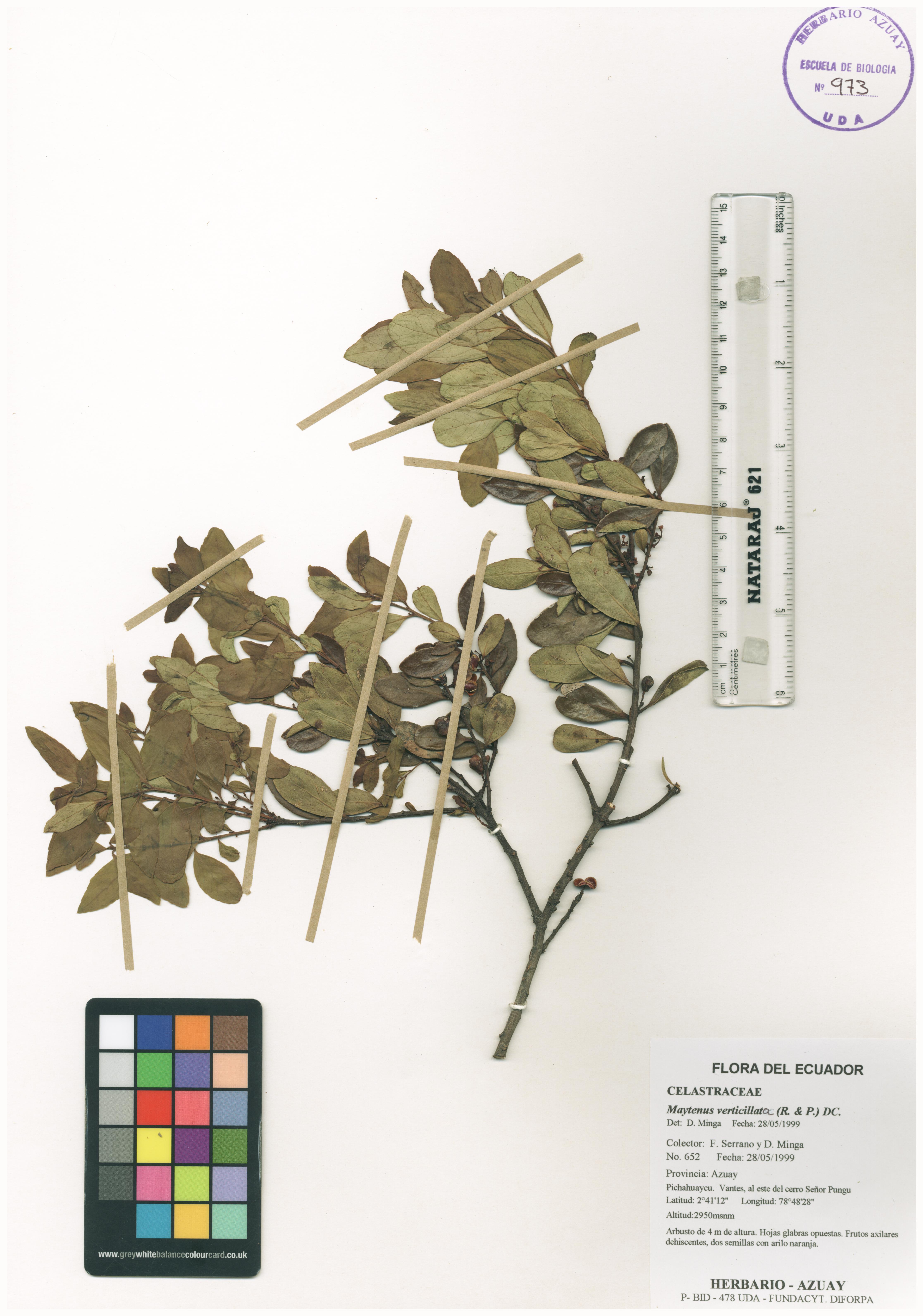 Maytenus verticillata (Ruiz & Pav.) DC.