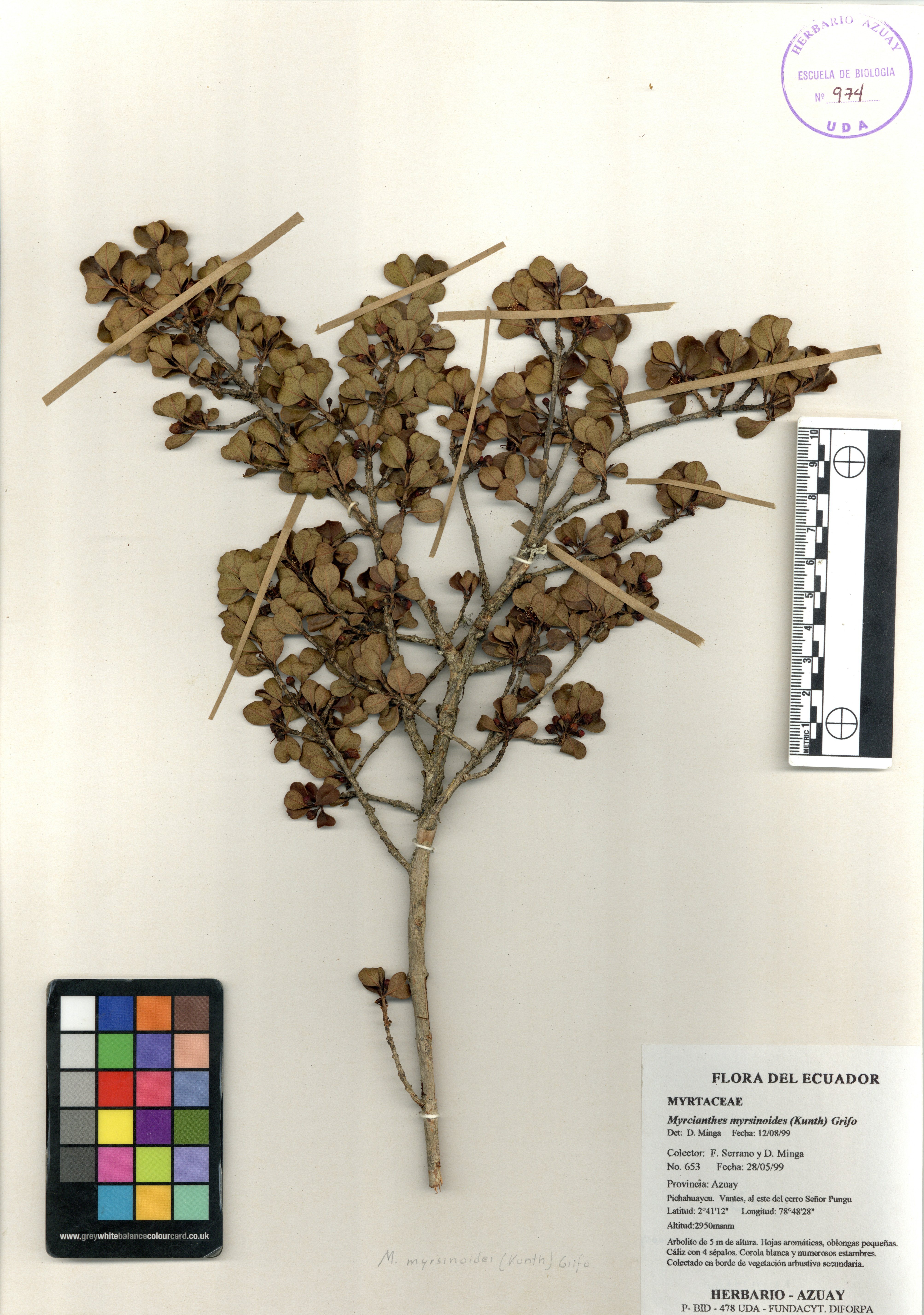 Myrcianthes myrsinoides (Kunth) Grifo