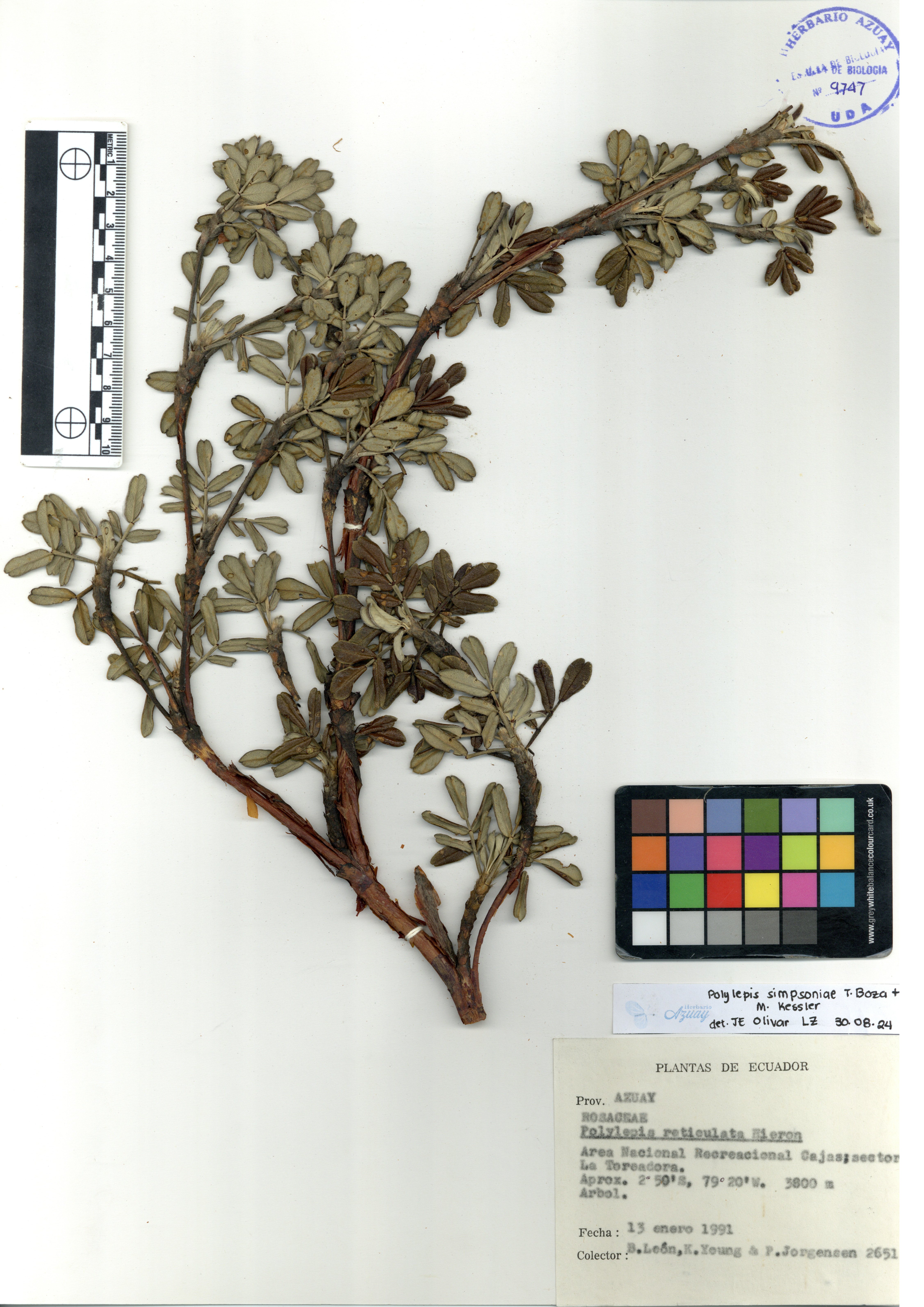 Polylepis simpsoniae T. Boza & M. Kessler