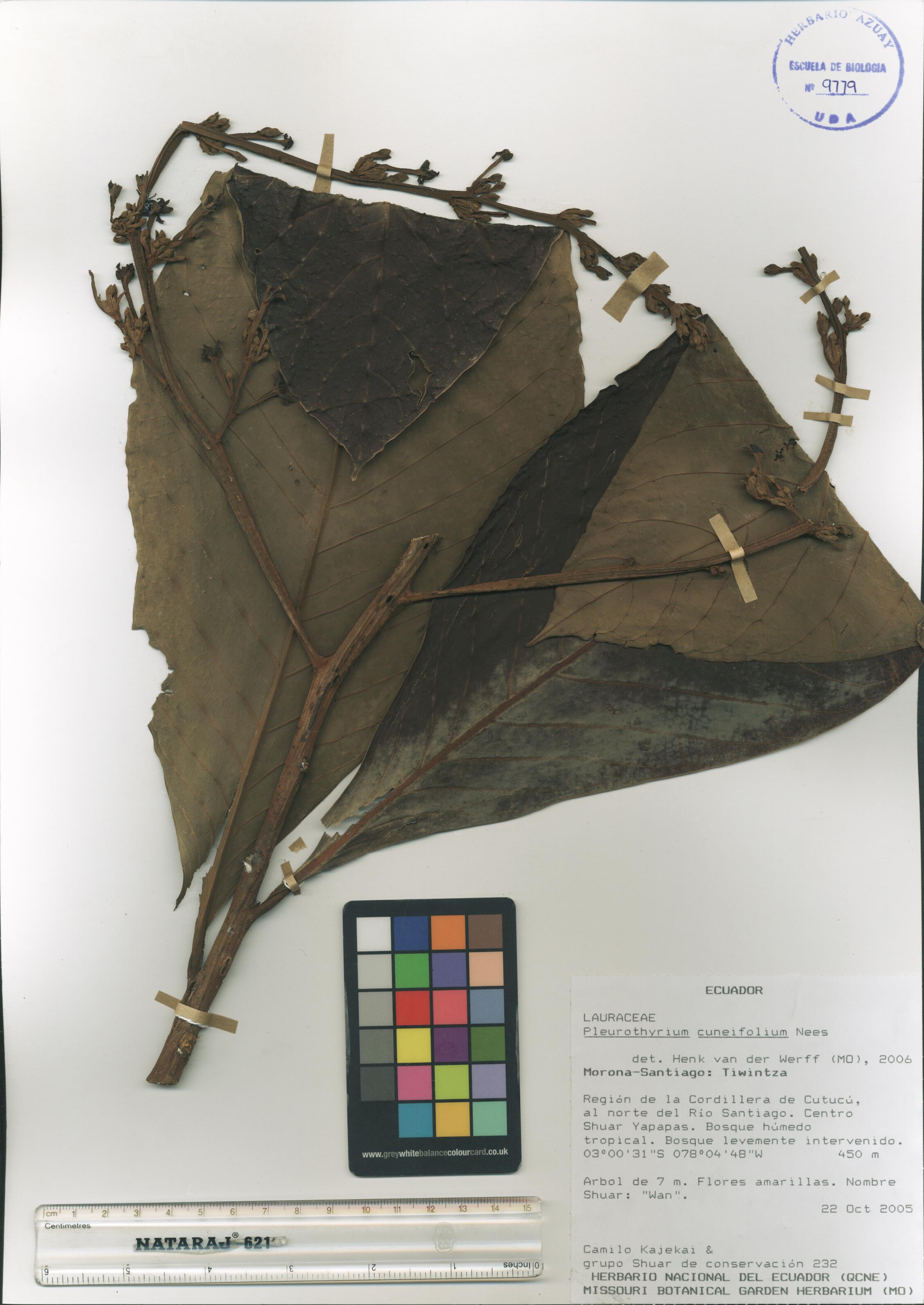 Pleurothyrium cuneifolium Nees