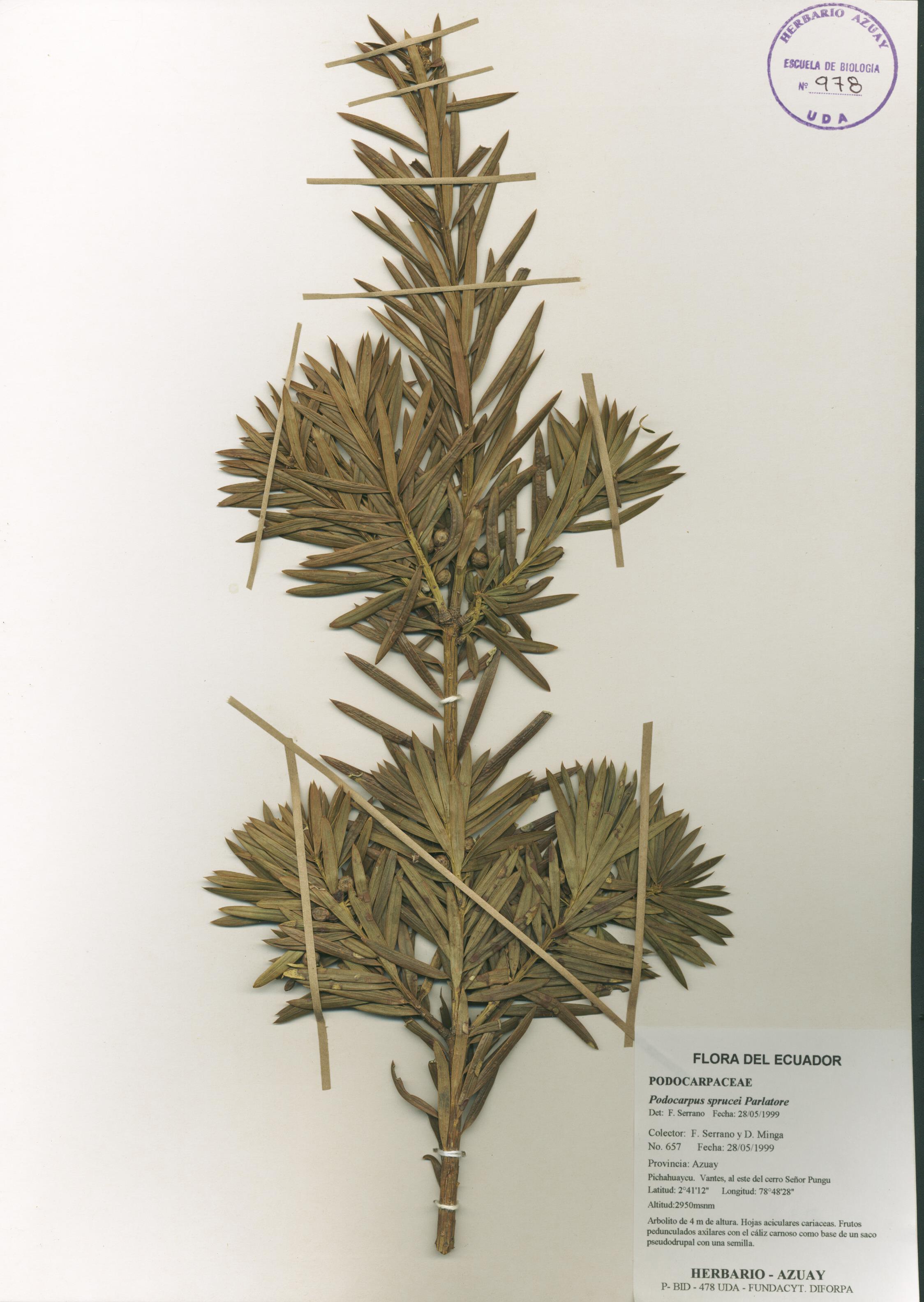 Podocarpus sprucei Parl.