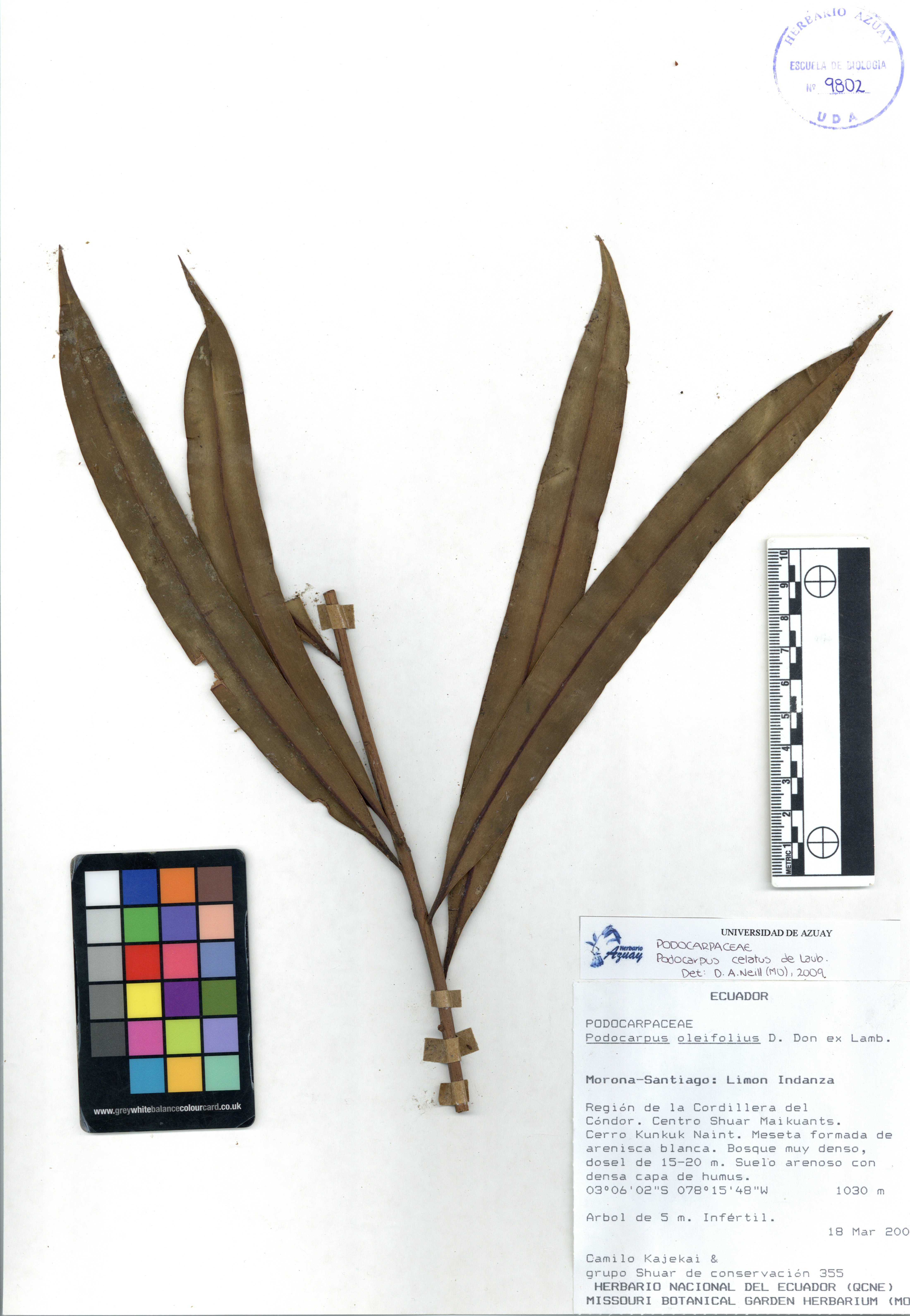 Podocarpus celatus de Laub.