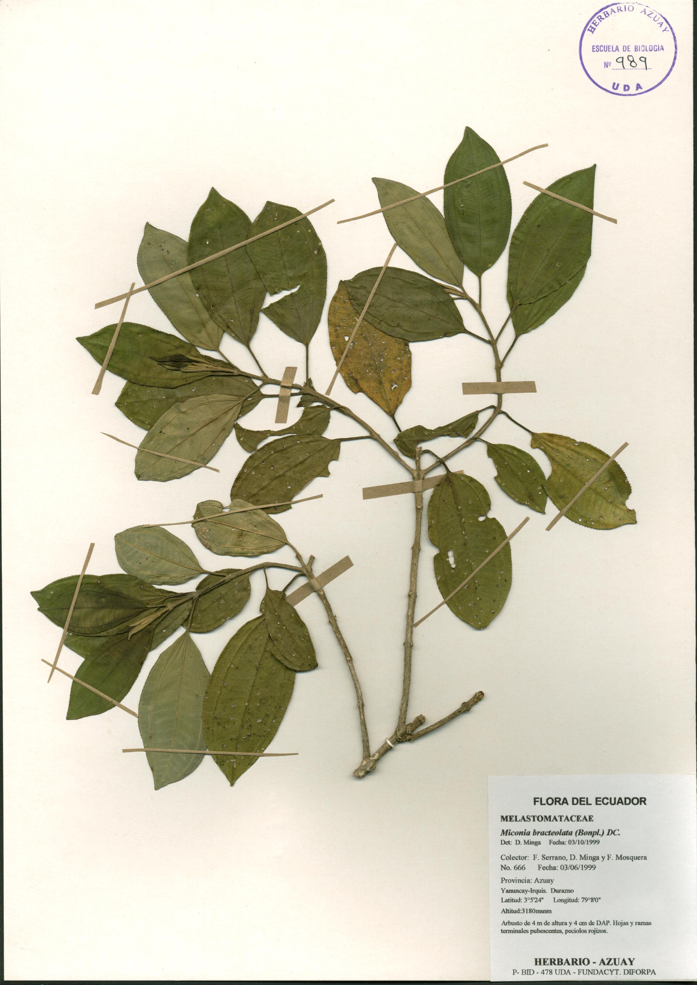 Miconia bracteolata (Bonpl.) DC.