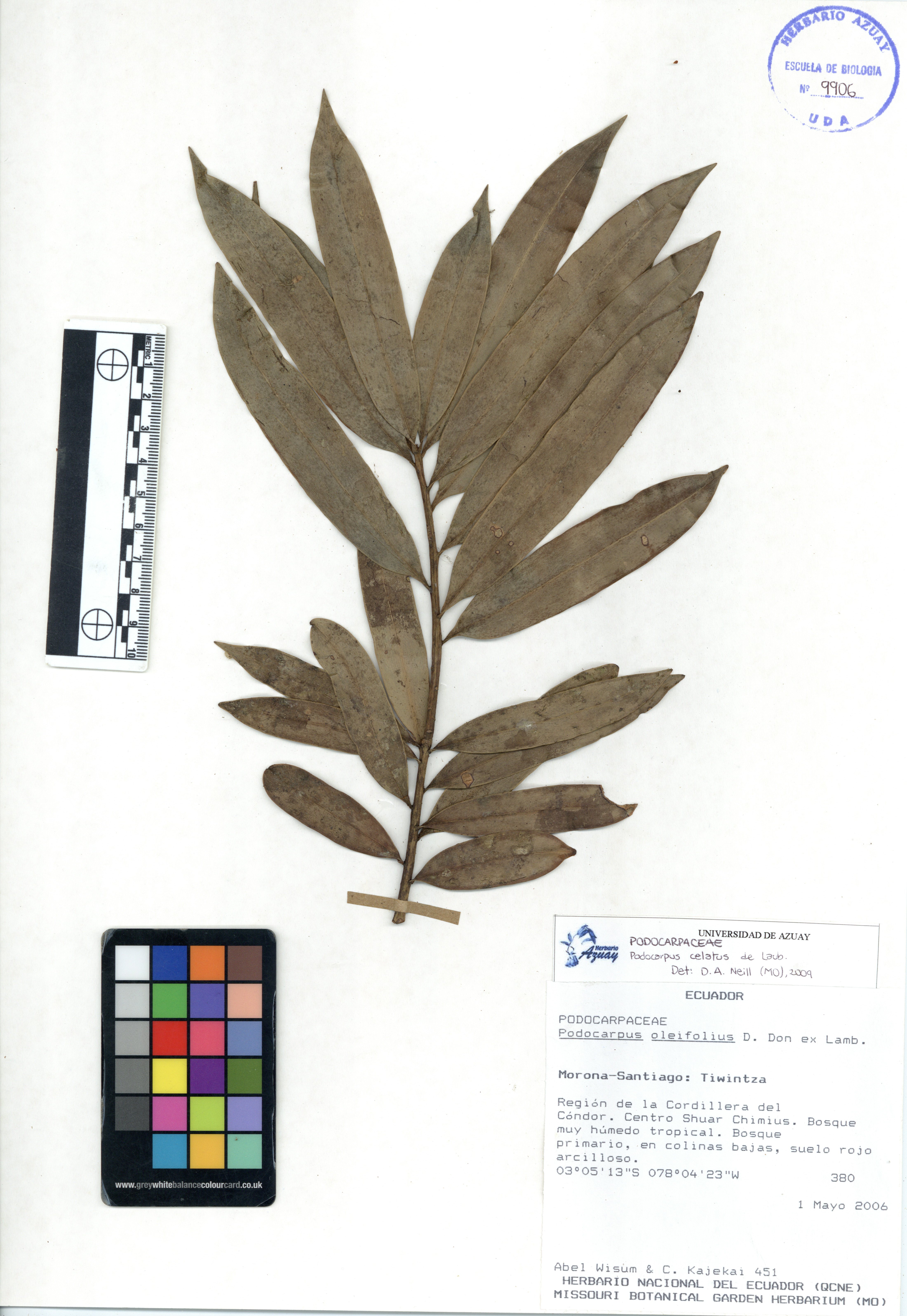 Podocarpus celatus de Laub.