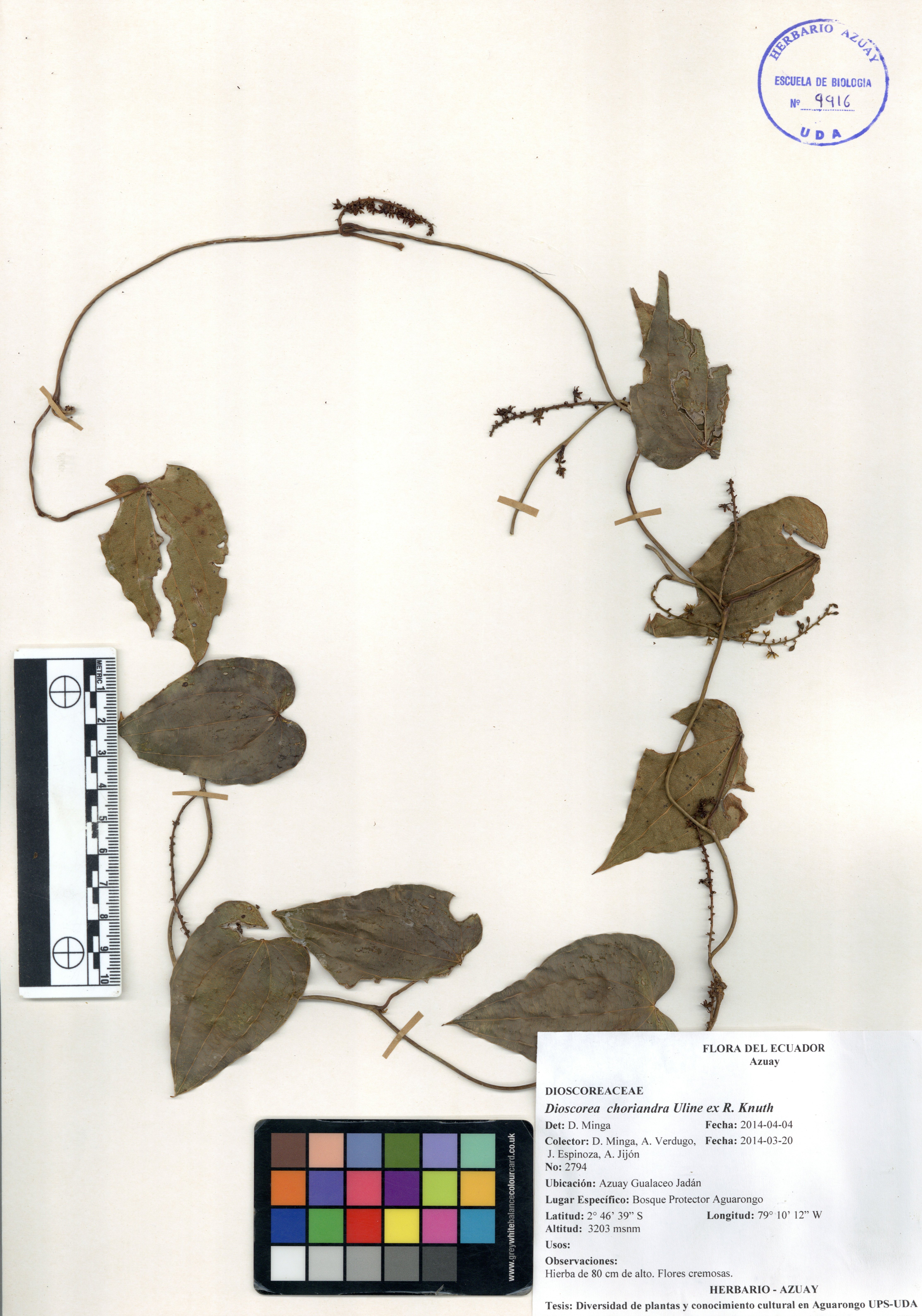 Dioscorea choriandra Uline ex R. Knuth