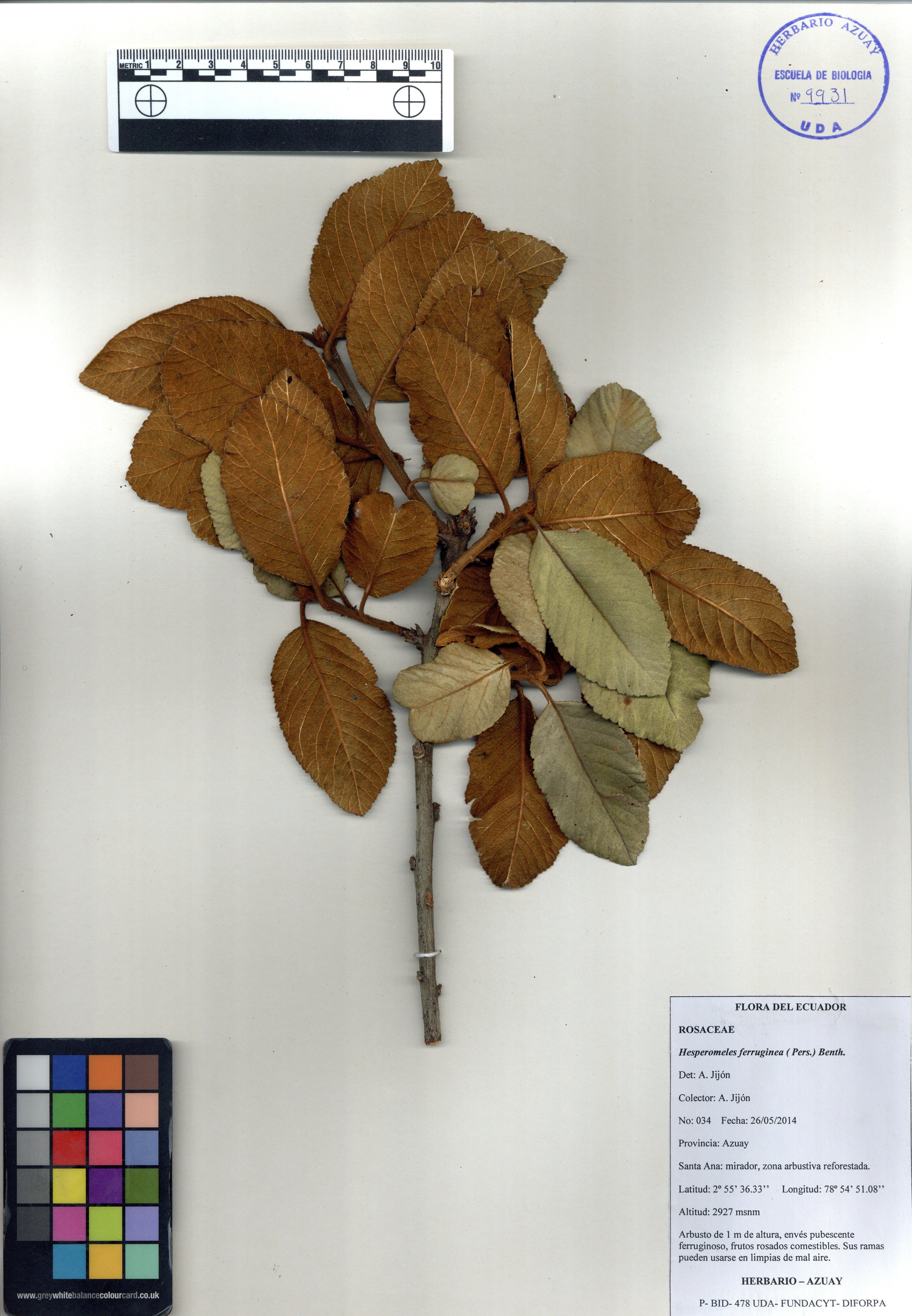 Hesperomeles ferruginea ( Pers.) Benth.
