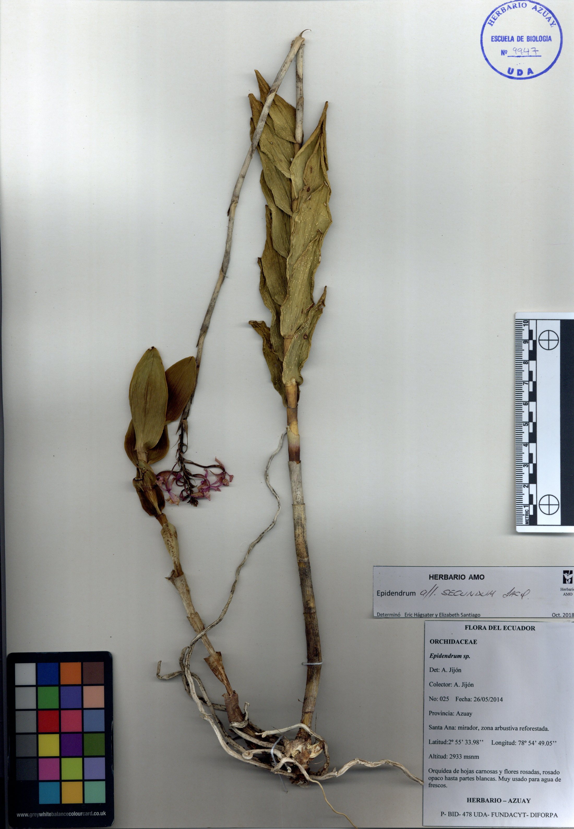 Epidendrum secundum Jacq.