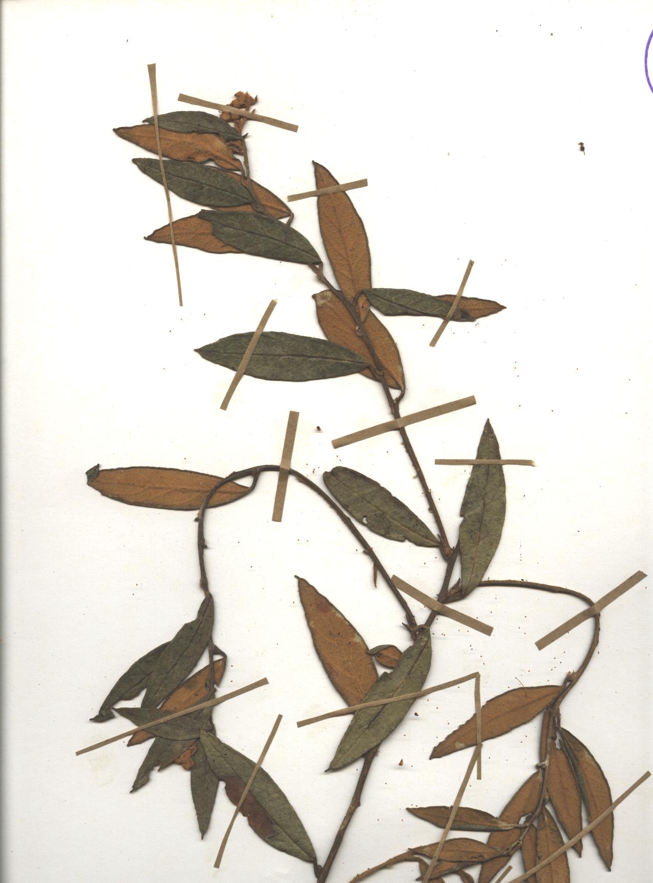 Gaultheria tomentosa Kunth